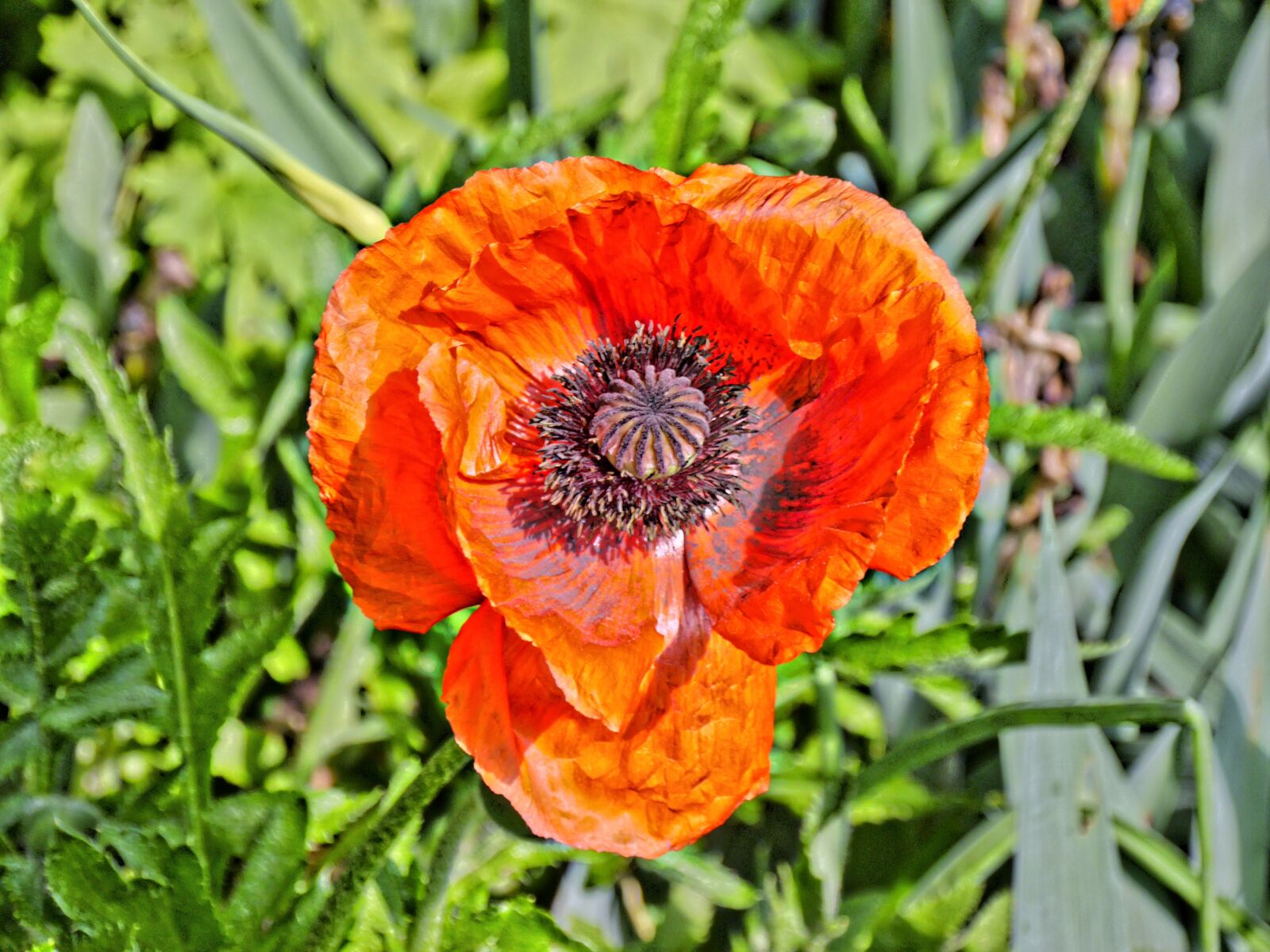 Panasonic Lumix DMC-G6 sample photo. Poppy, blossom, bloom photography