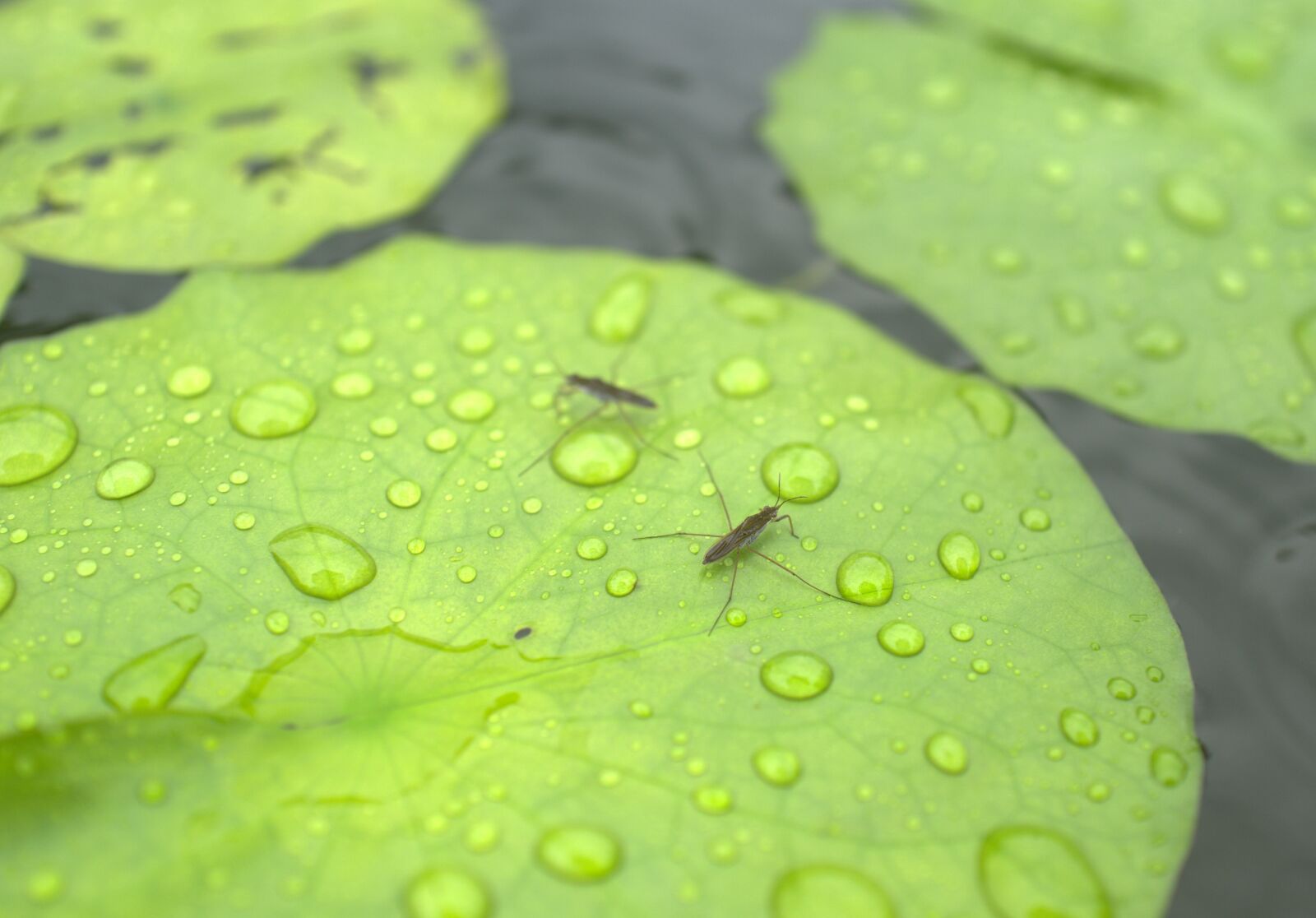 Leica Q (Typ 116) sample photo. Insect, lotus, green photography