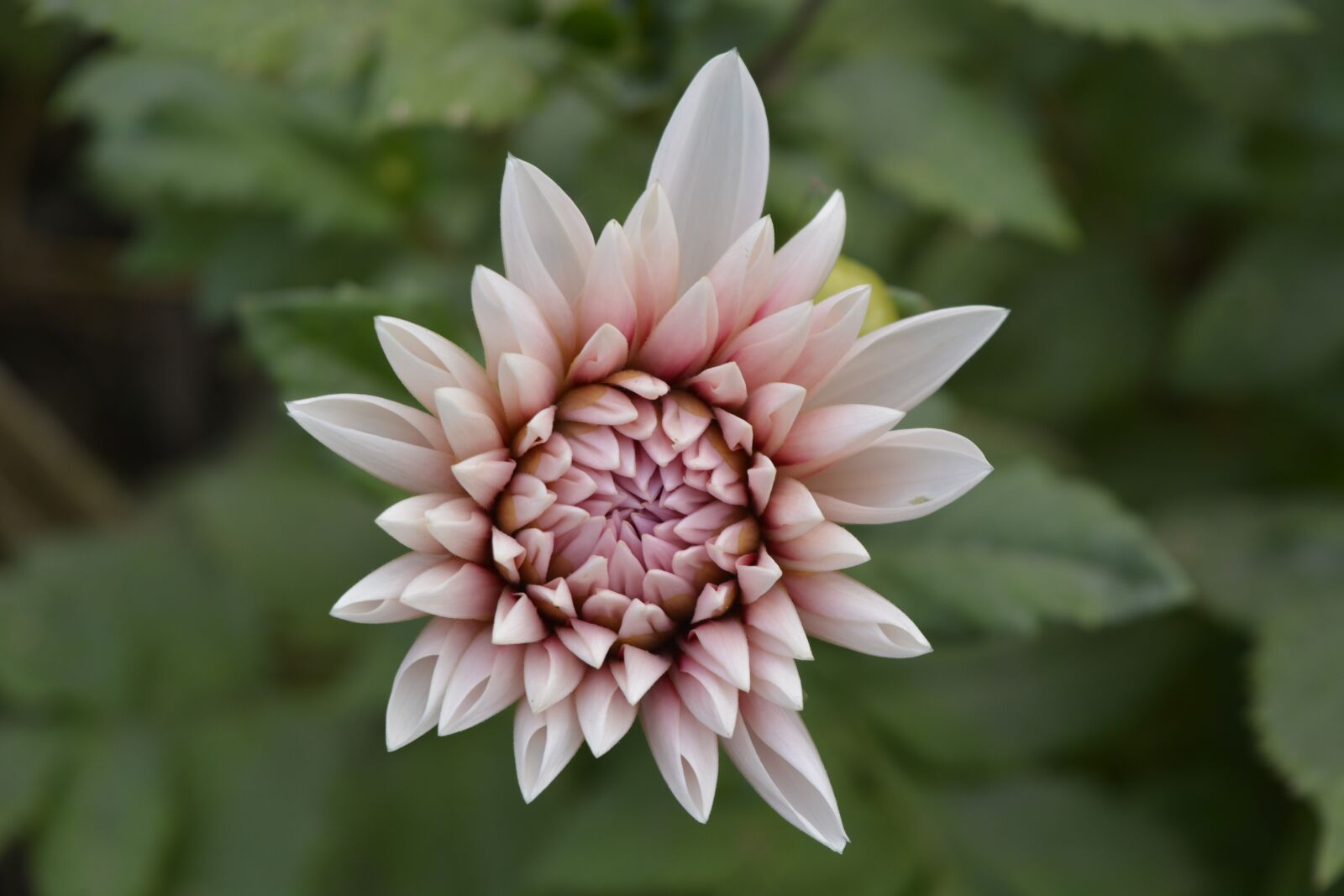 Nikon D5200 sample photo. Flower, flora, nature photography