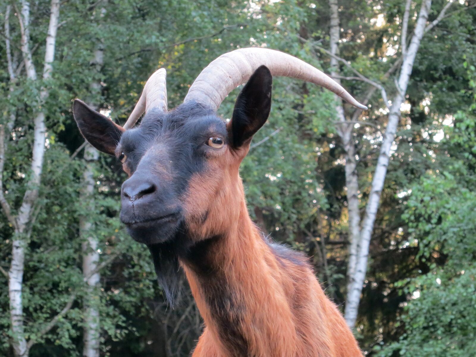 Canon PowerShot S100 sample photo. Billy goat, goat, pet photography