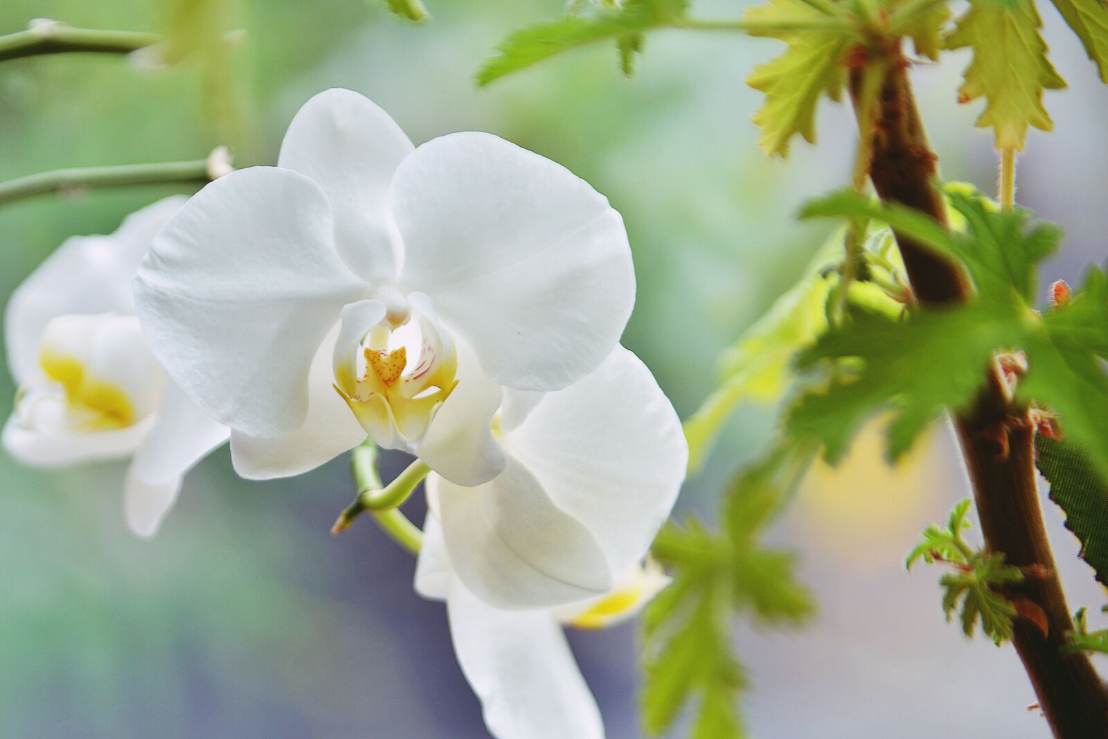 Nikon D610 sample photo. Orchidaceae, flower, white photography