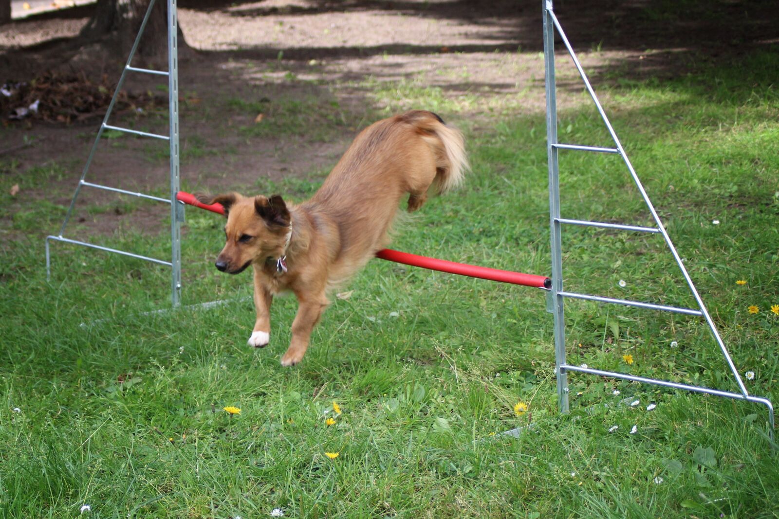 Canon EOS 600D (Rebel EOS T3i / EOS Kiss X5) sample photo. Small dog, dog, hurdle photography