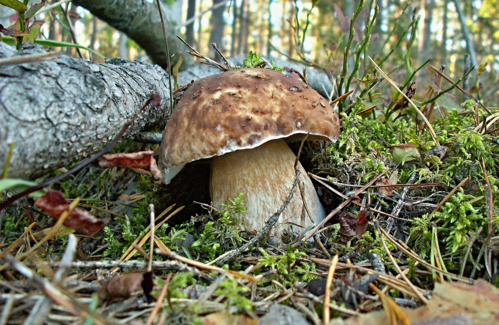 KONICA MINOLTA DiMAGE Z5 sample photo. Nature, mushrooms, mushroom photography