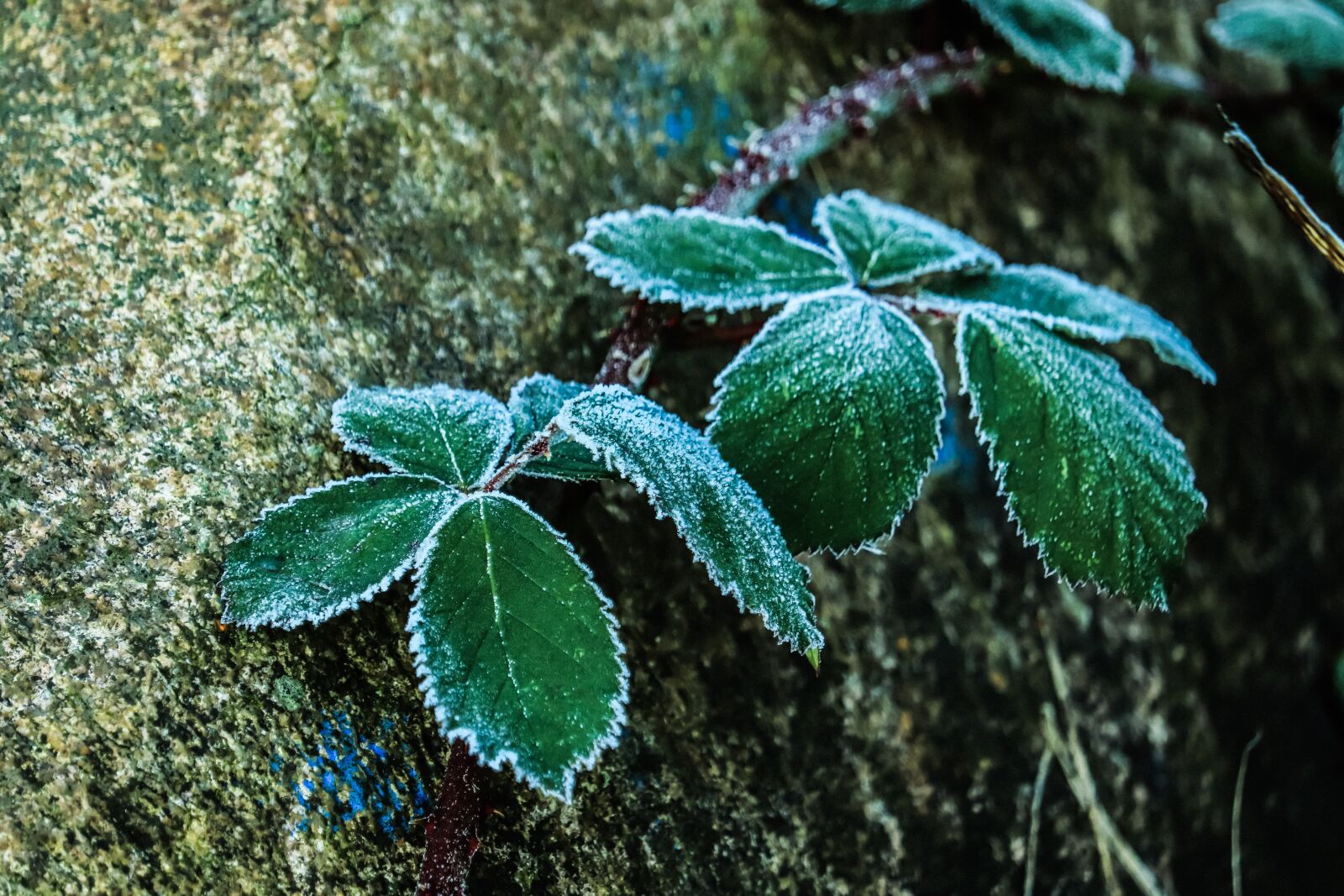 Canon EOS 200D (EOS Rebel SL2 / EOS Kiss X9) sample photo. Stone, wild berry, frost photography