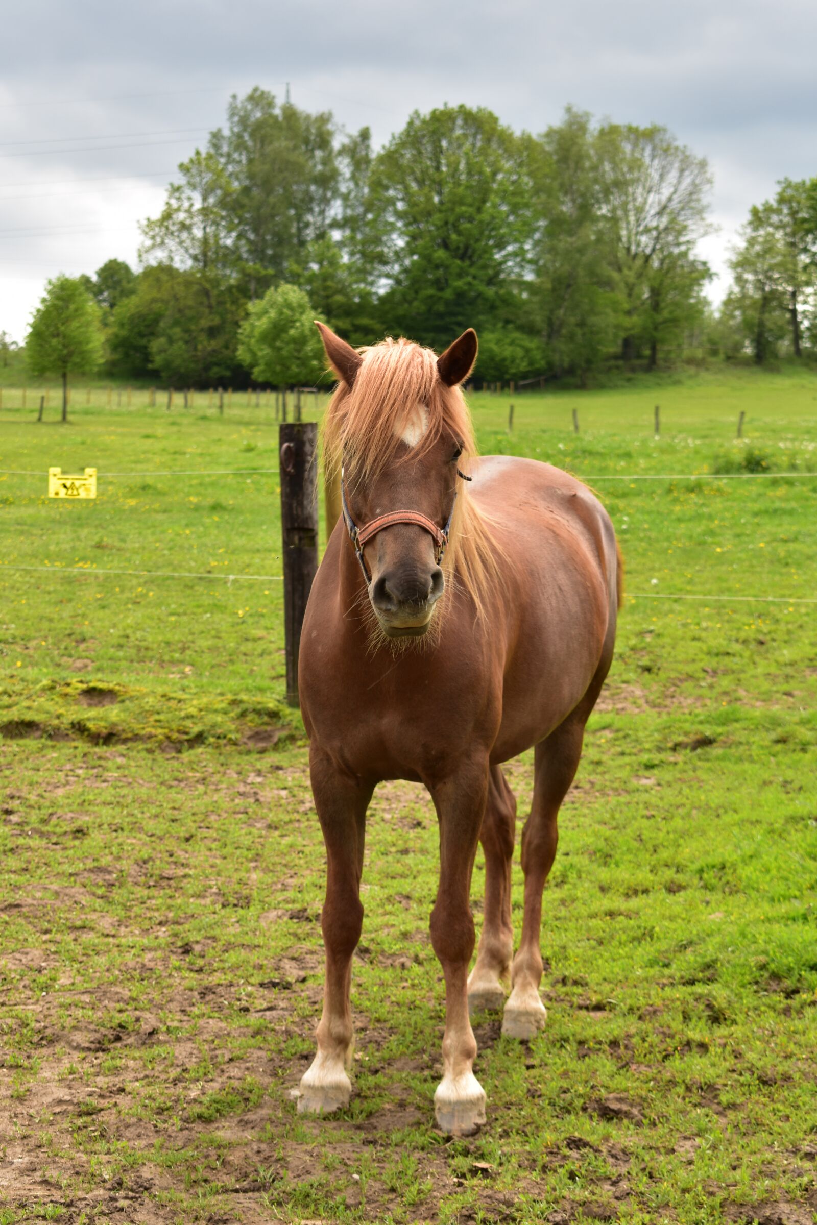 Nikon D3400 sample photo. Horse, animal, horses photography