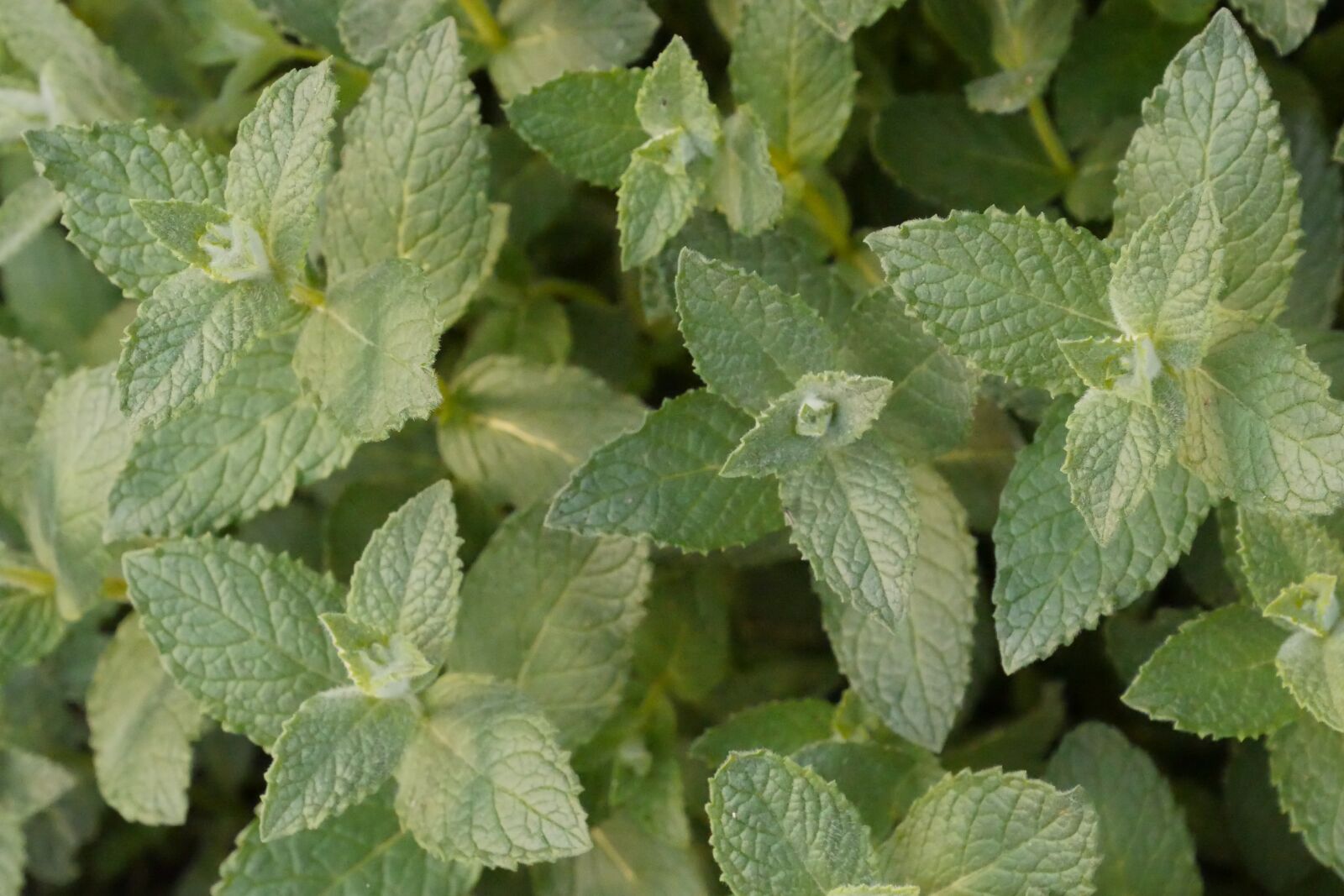 Panasonic Lumix DMC-GH4 sample photo. Peppermint, hub, leaf photography