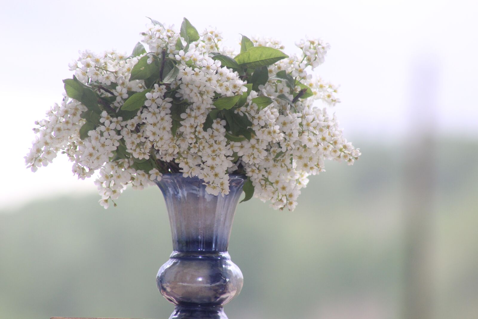 Canon EF 75-300mm f/4-5.6 USM sample photo. Flowers, nature, bird-cherry tree photography