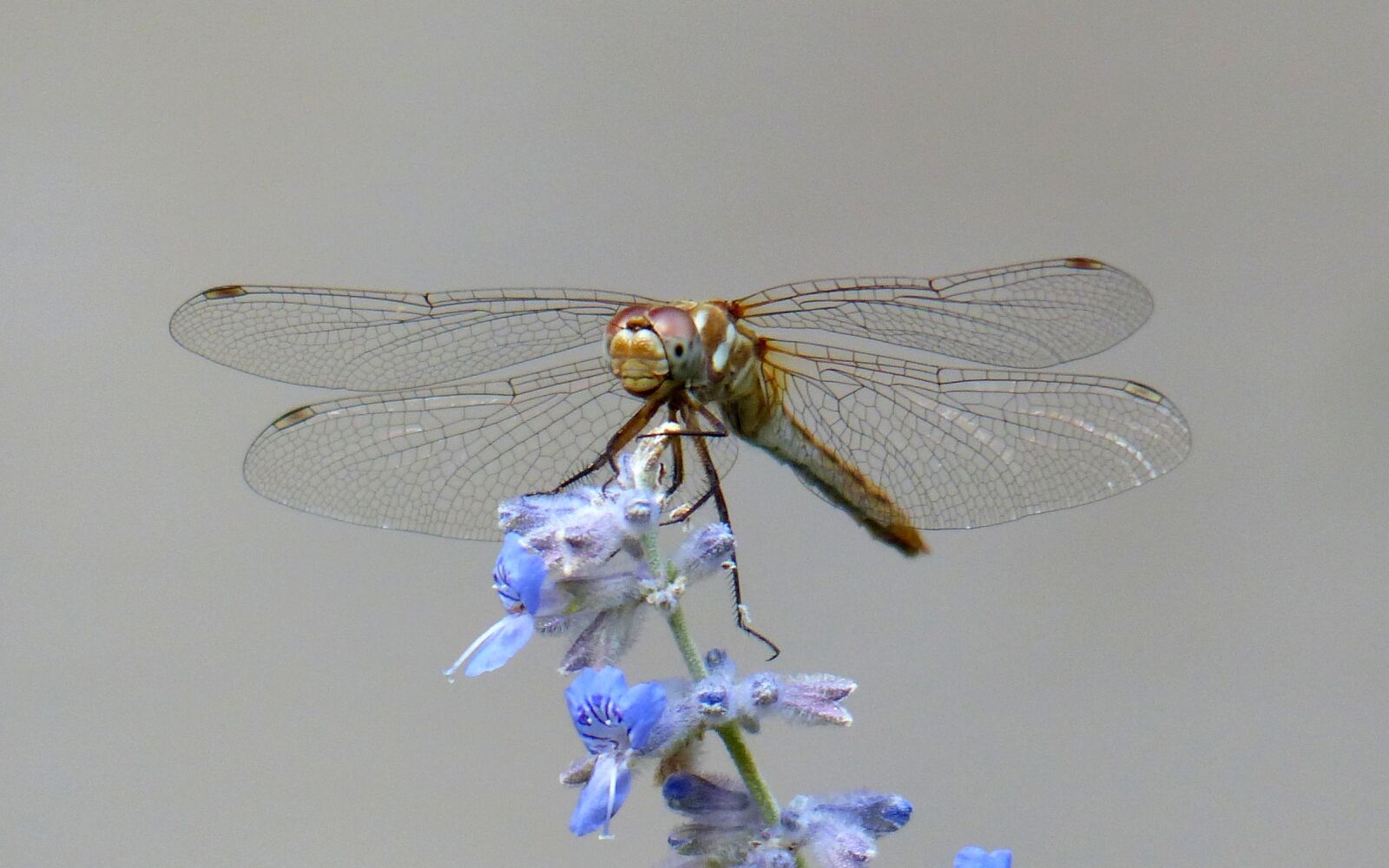 Panasonic Lumix DMC-FZ200 sample photo. Animal, insect, dragonfly photography