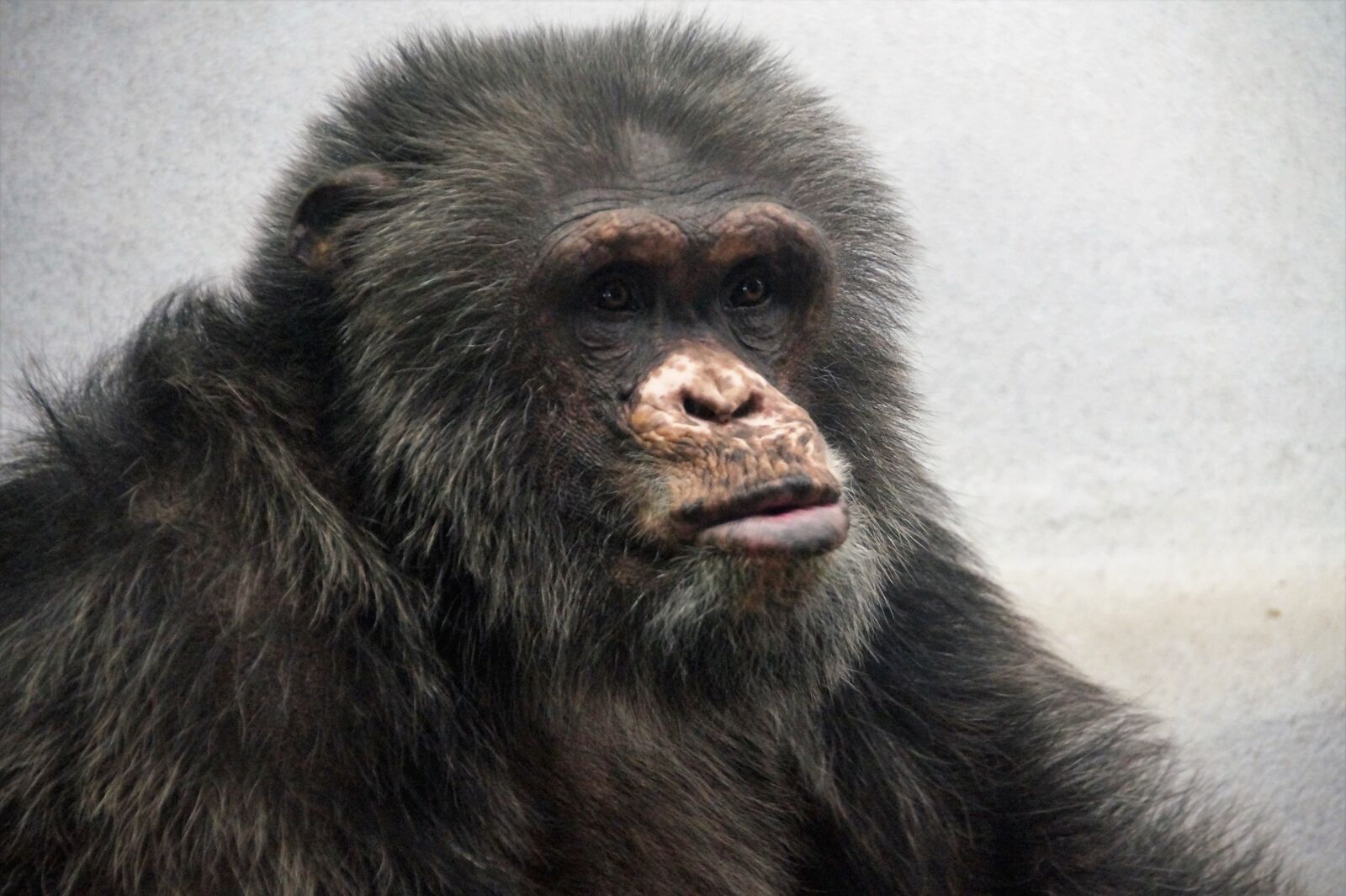 Sony SLT-A58 sample photo. Chimp, monkey, animal photography