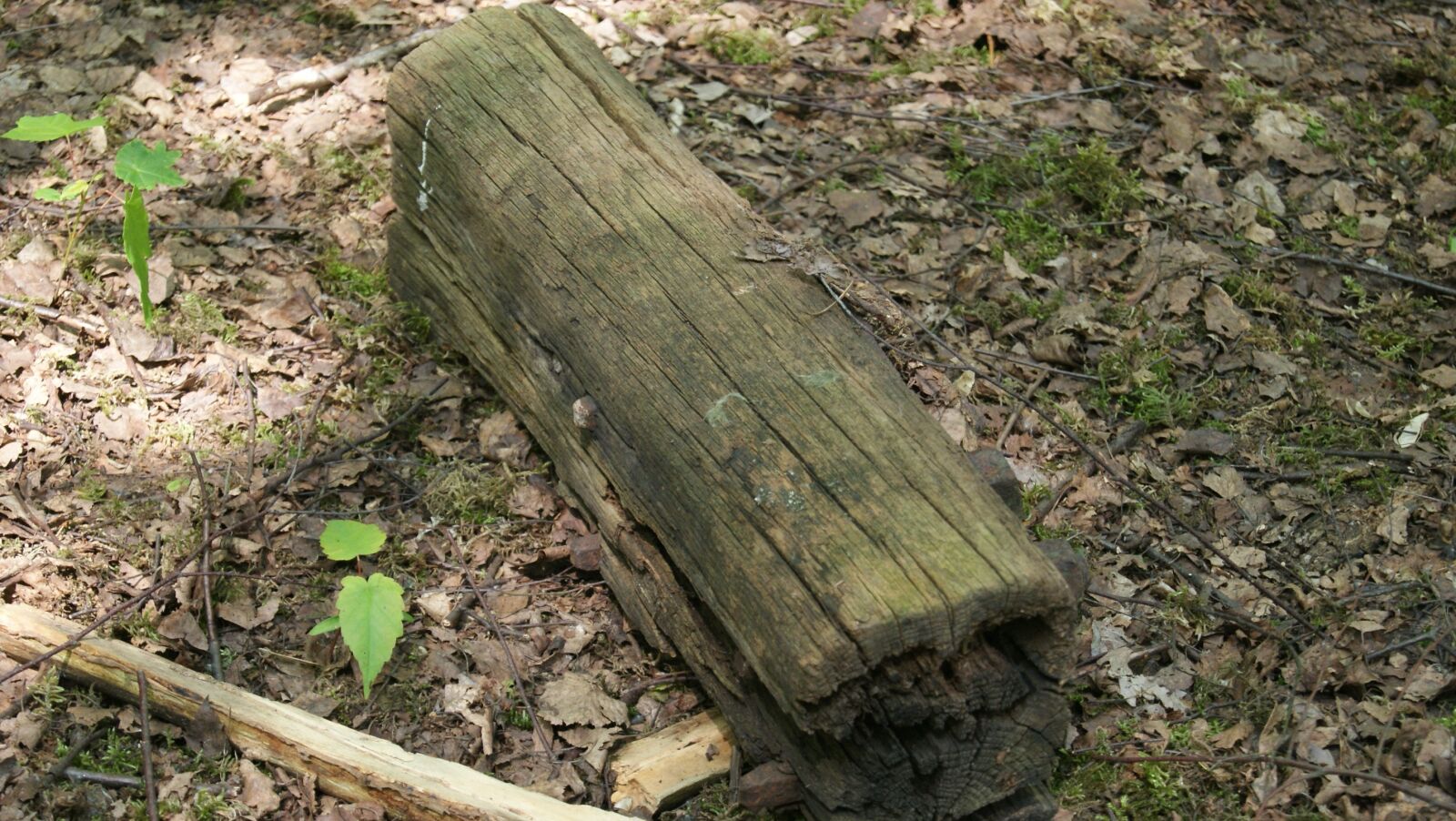 Sony Alpha DSLR-A230 sample photo. Tribe, tree, wood photography