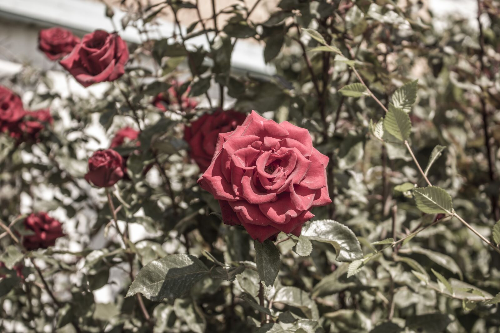 Canon EOS 750D (EOS Rebel T6i / EOS Kiss X8i) sample photo. Flowers, roses, watch photography