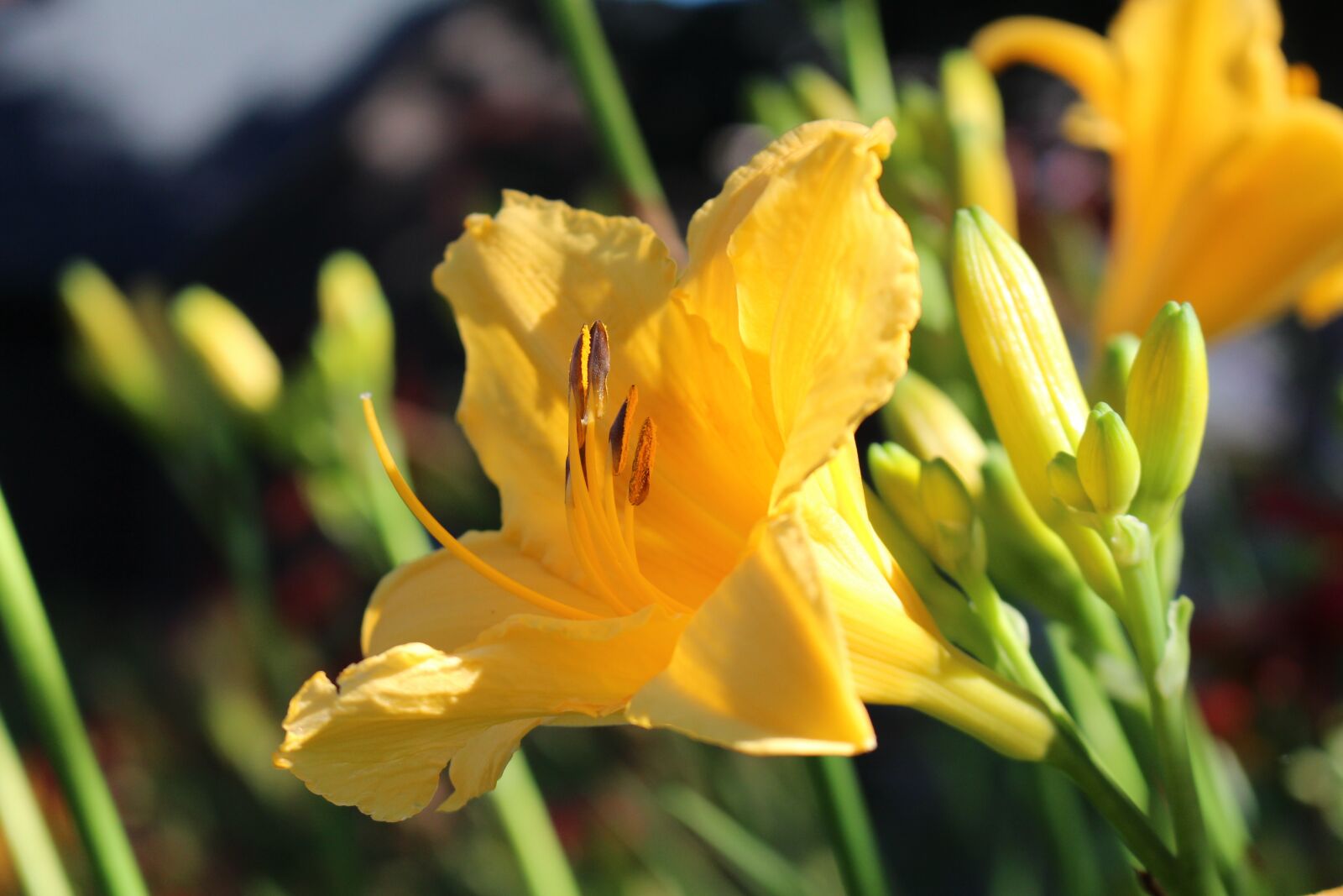 Canon EOS 700D (EOS Rebel T5i / EOS Kiss X7i) sample photo. Yellow flower, lily, nature photography