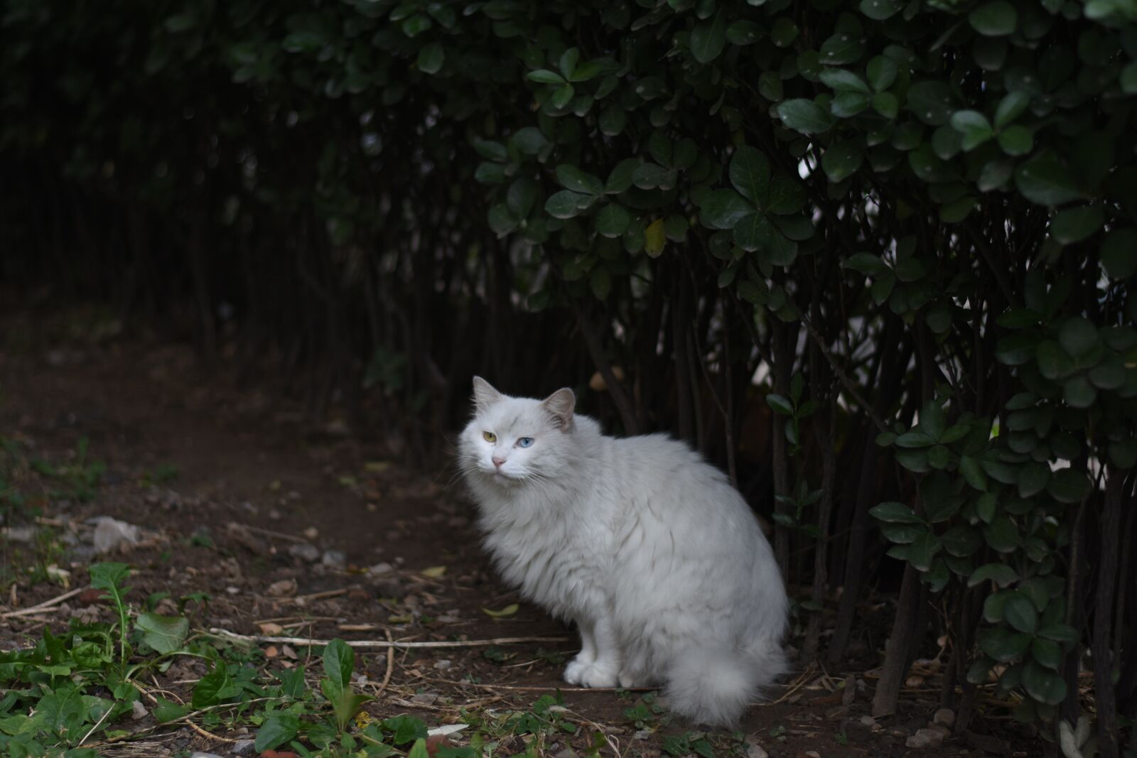 Nikon D7200 sample photo. Cat, shade, white photography