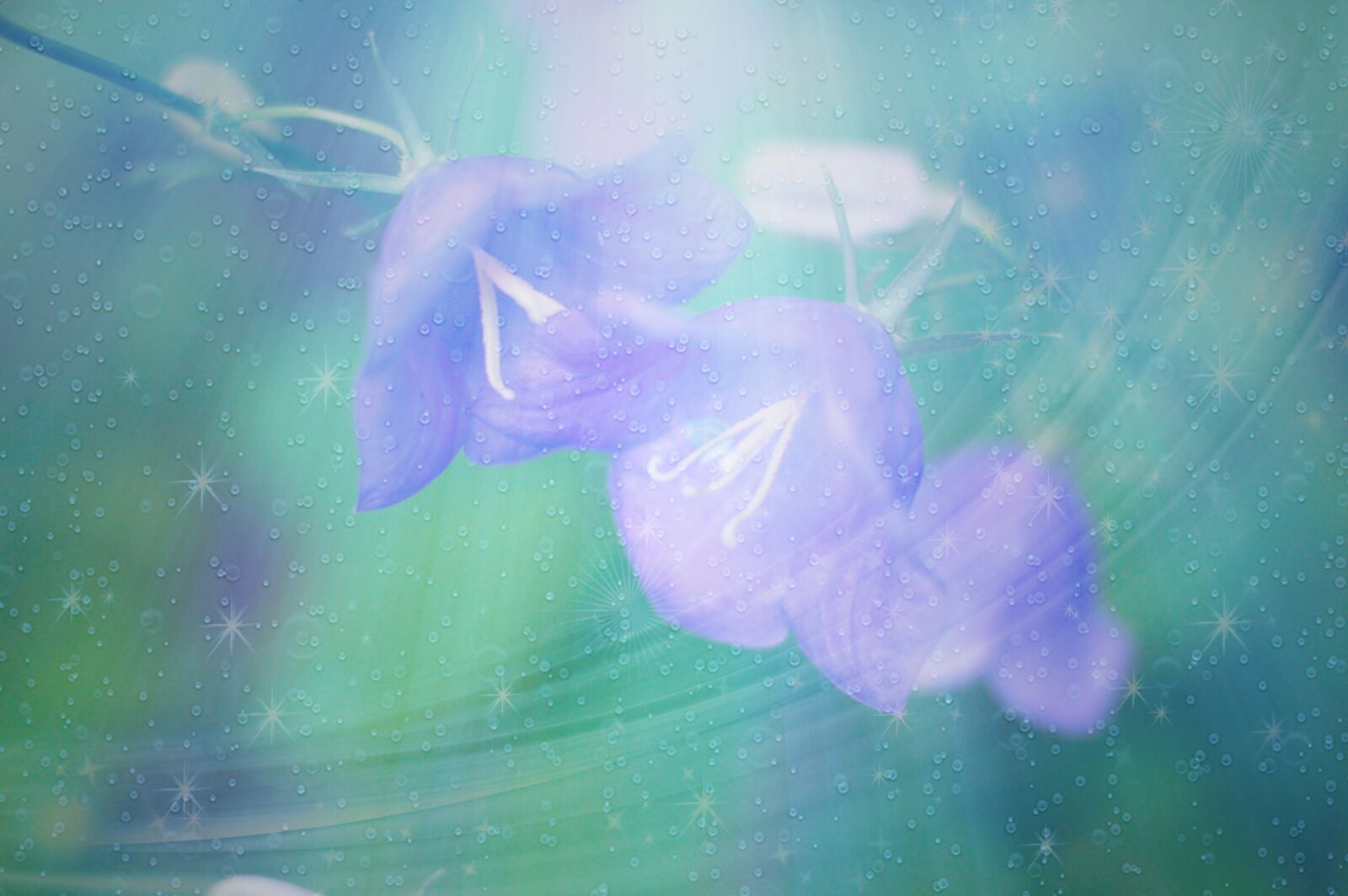 Nikon D3200 sample photo. Bells, flowers, summer photography