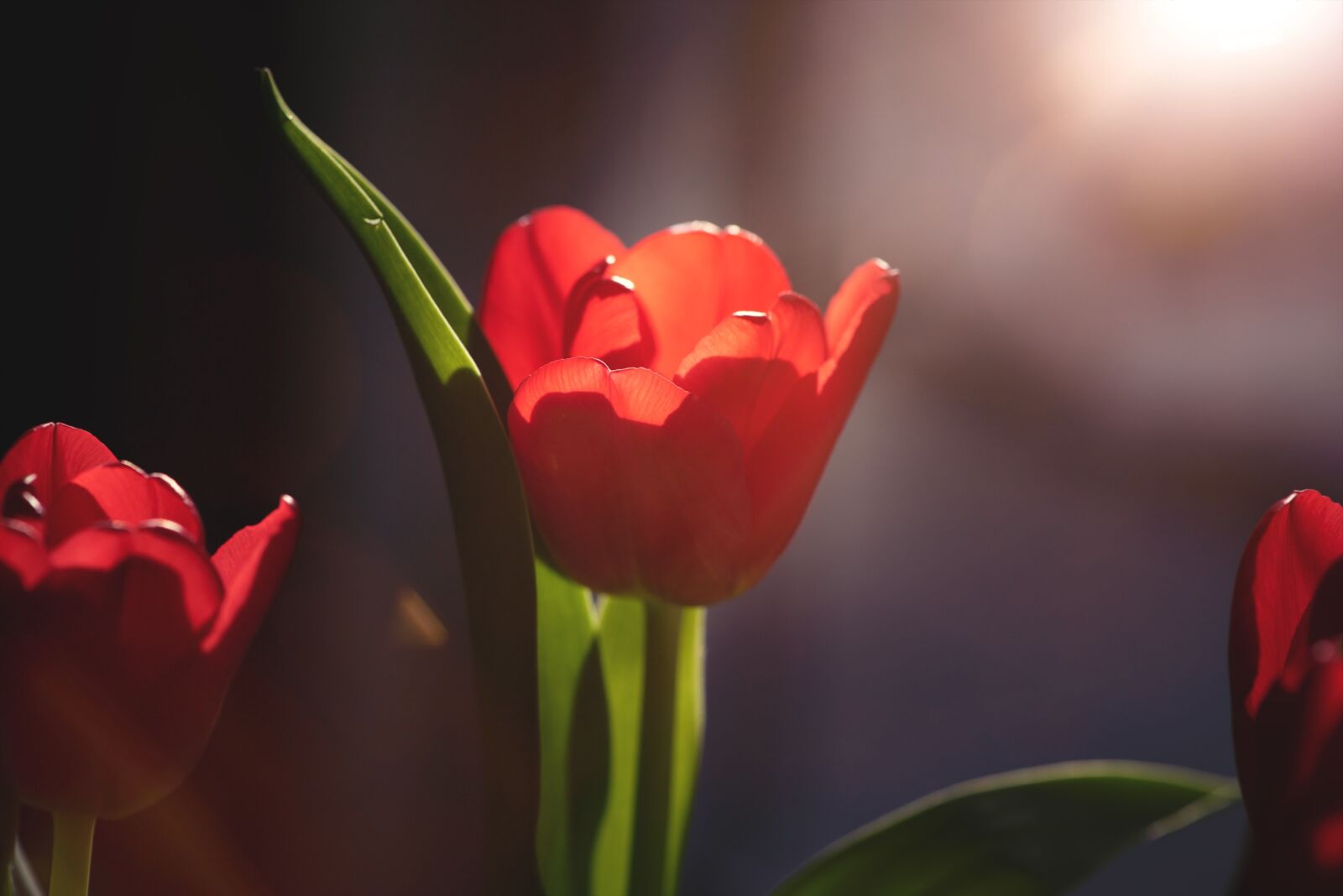 Nikon D750 sample photo. Tulip, flower, red photography