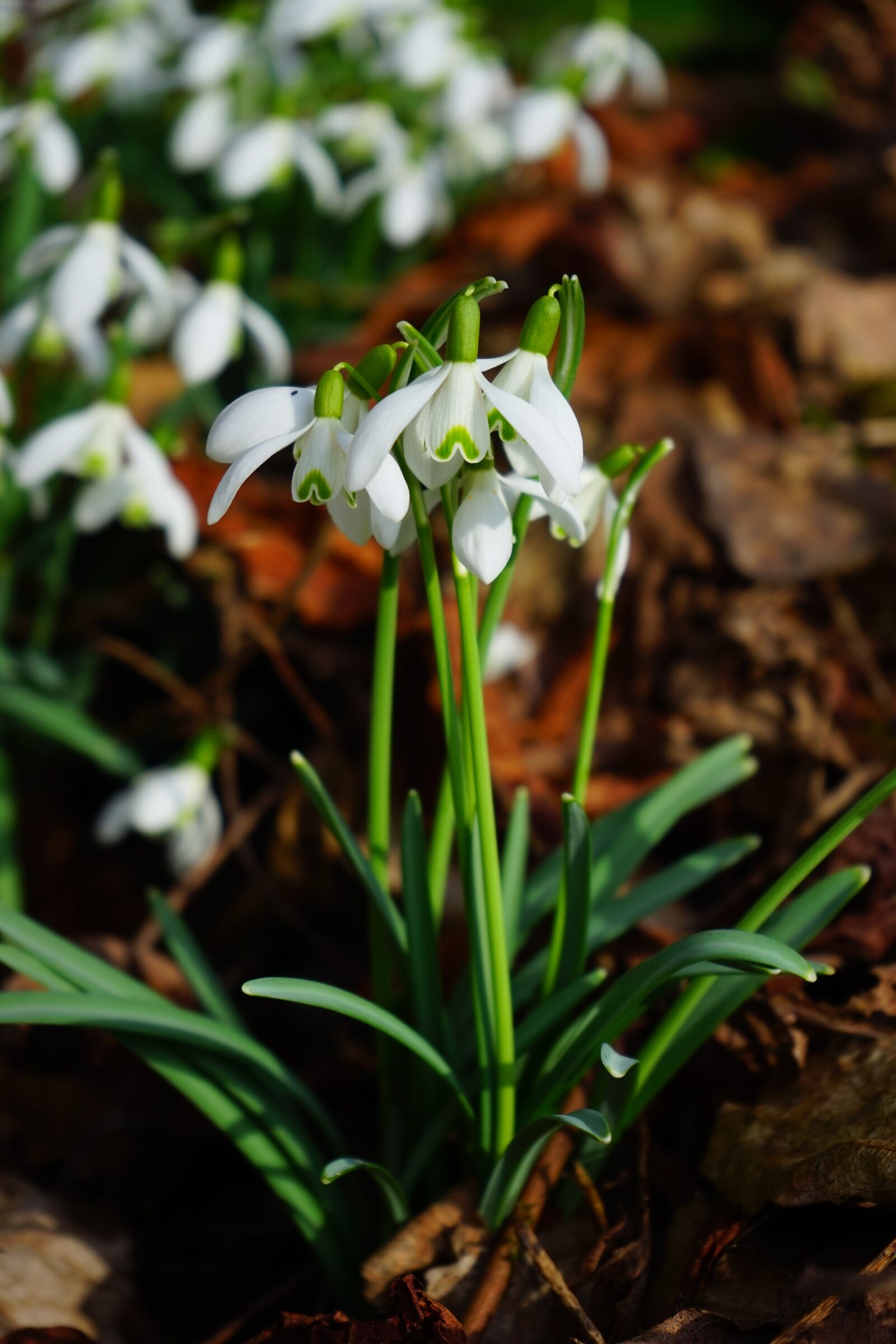 Sony a7 + Sony FE 28-70mm F3.5-5.6 OSS sample photo. Snowdrop, blossom, bloom photography