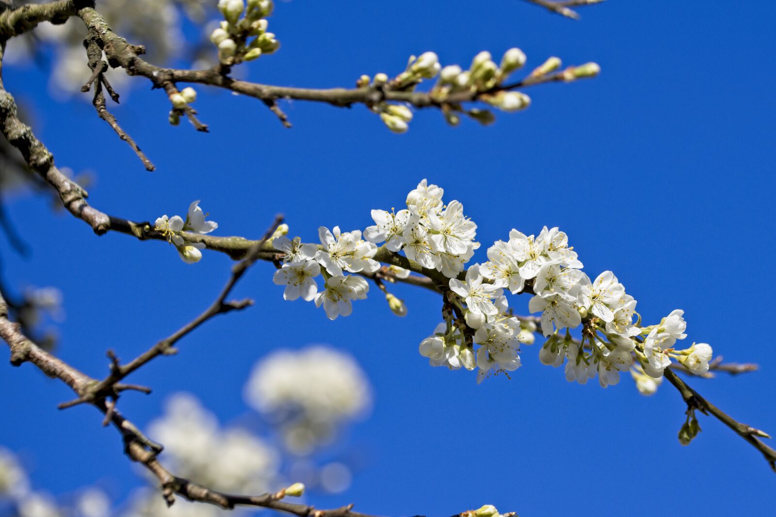 Canon TAMRON SP 90mm F/2.8 Di VC USD MACRO1:1 F004 sample photo. Plum tree, plums, blossom photography