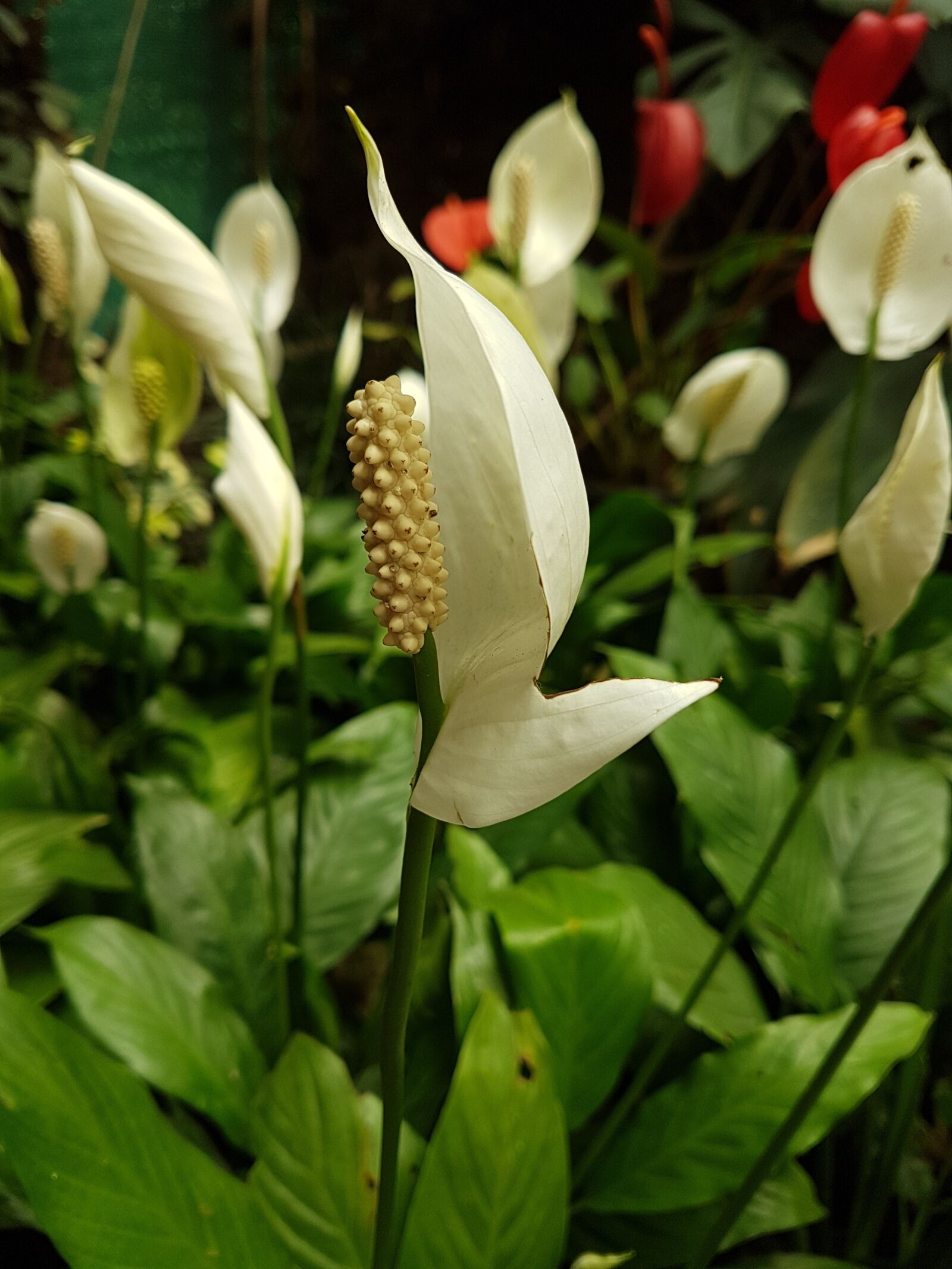 Samsung Galaxy S7 Edge sample photo. Flower, nature, leaf photography