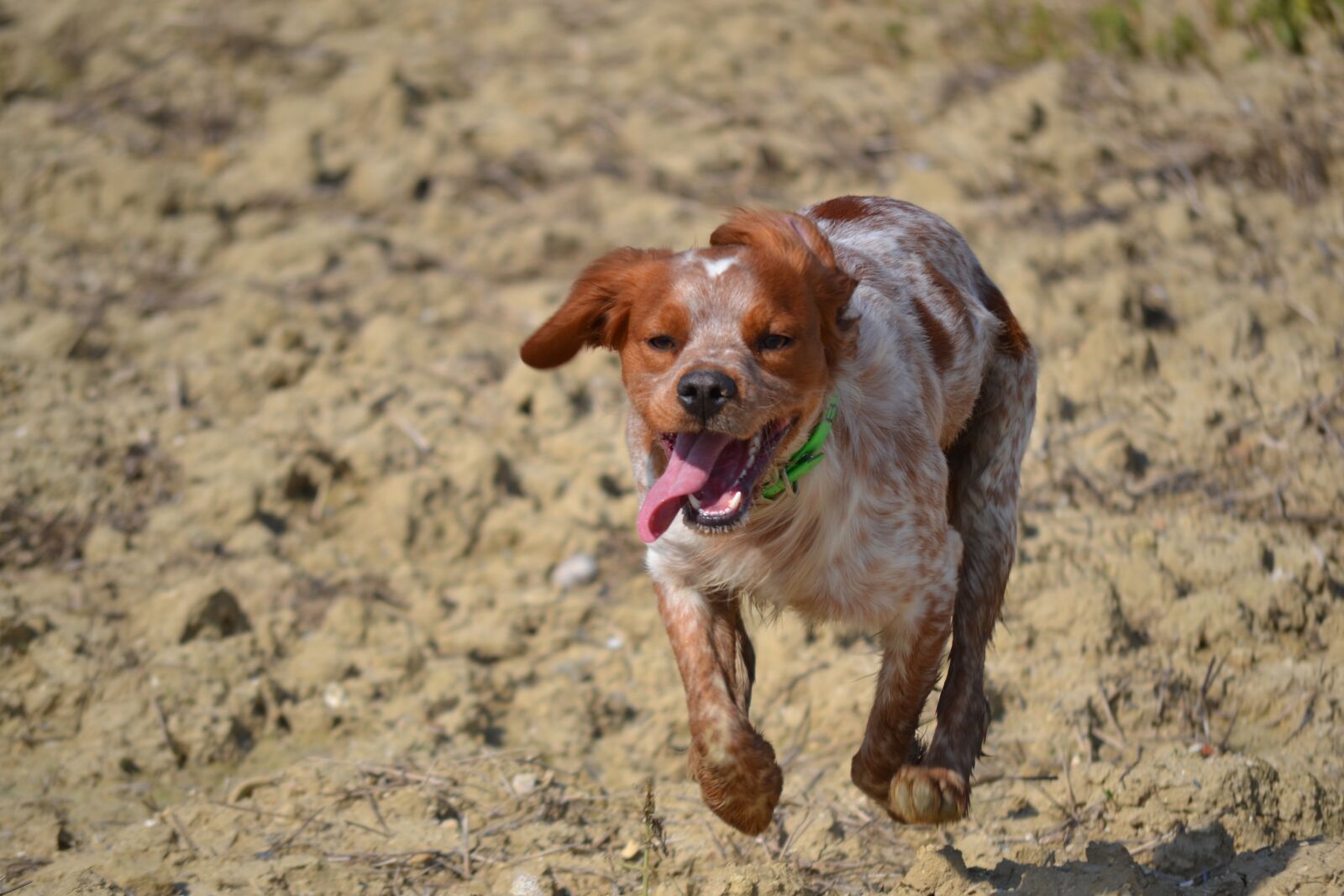 Nikon D3100 sample photo. Epagneul breton, hunting, breton photography