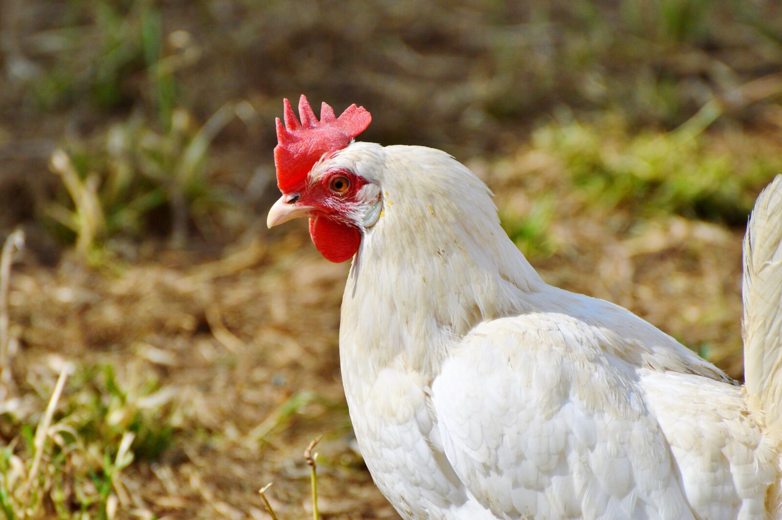 Nikon D3200 sample photo. Chicken, hen, poultry photography