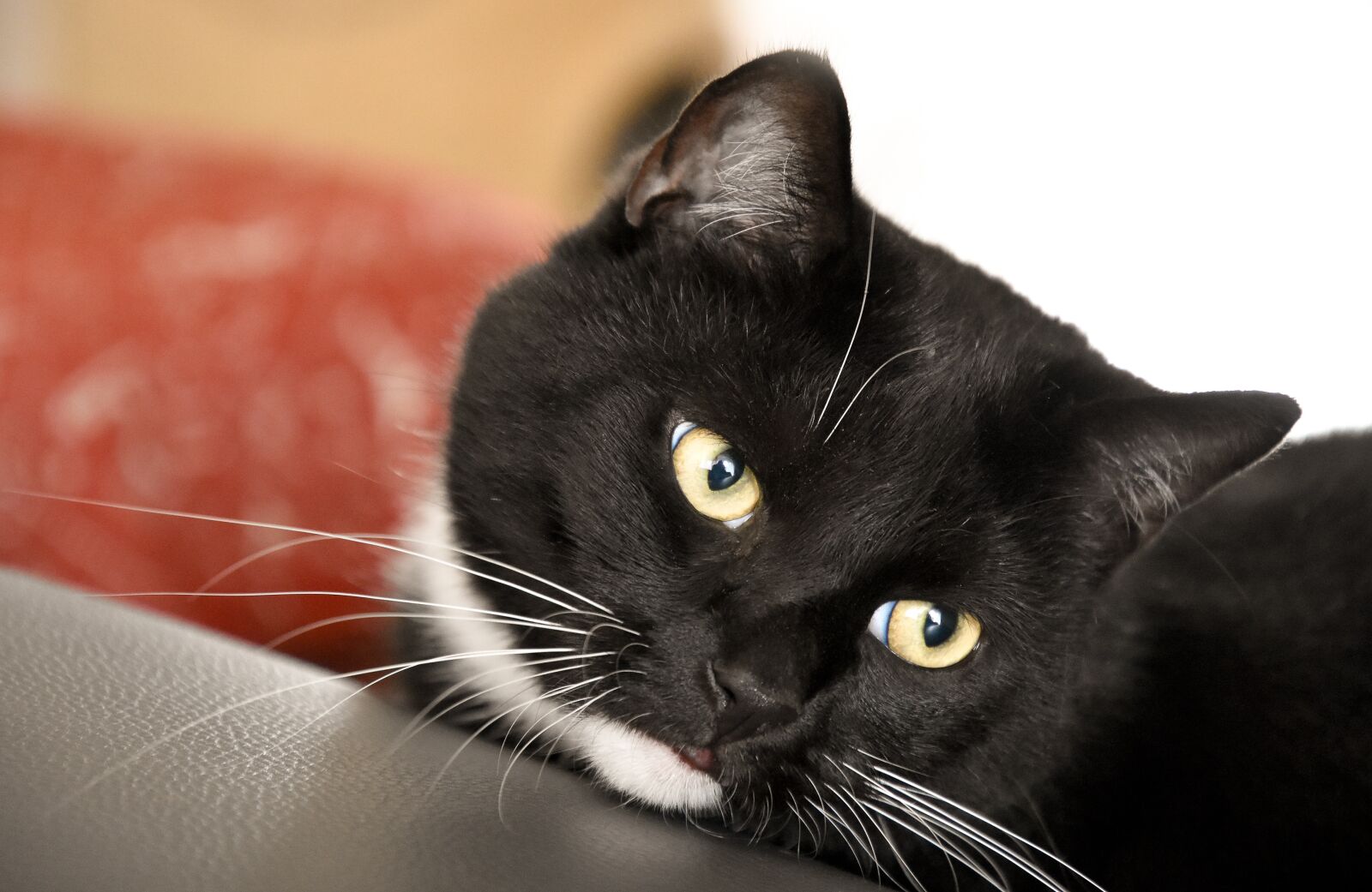 Nikon D7200 sample photo. Domestic cat, animal shelter photography
