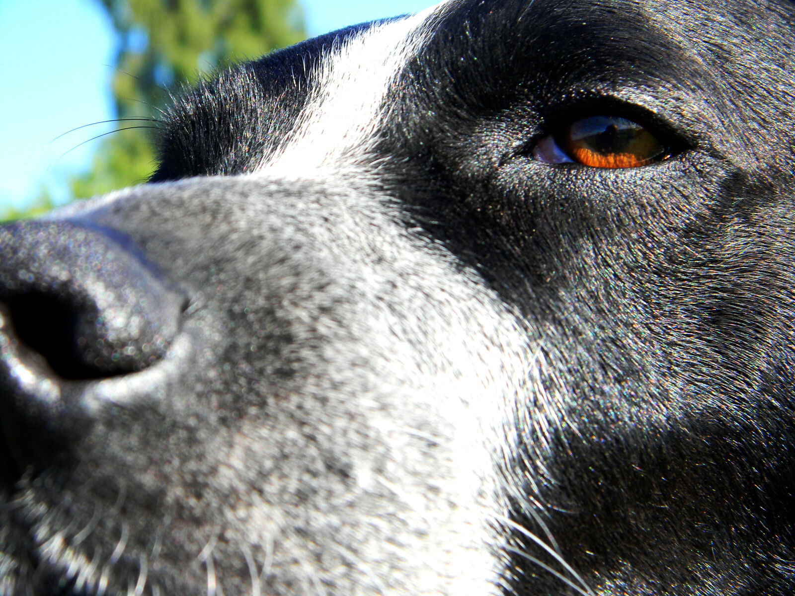 Nikon Coolpix L110 sample photo. Dog, eyes, thinking photography