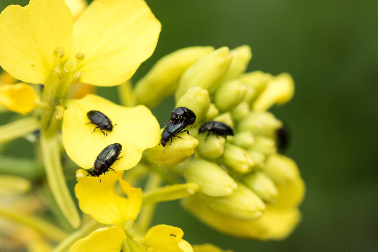 Canon EOS 7D Mark II sample photo. Rape beetles, black beetle photography