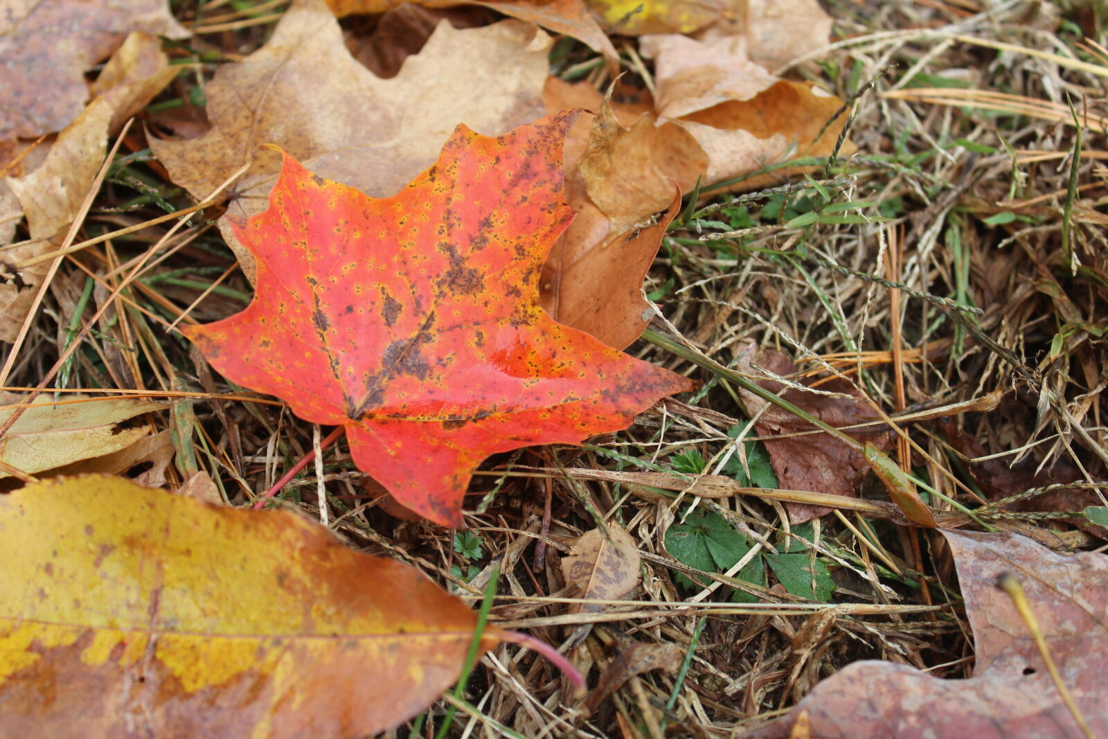 Canon EOS 1200D (EOS Rebel T5 / EOS Kiss X70 / EOS Hi) sample photo. Fall, foliage, fall, leaves photography