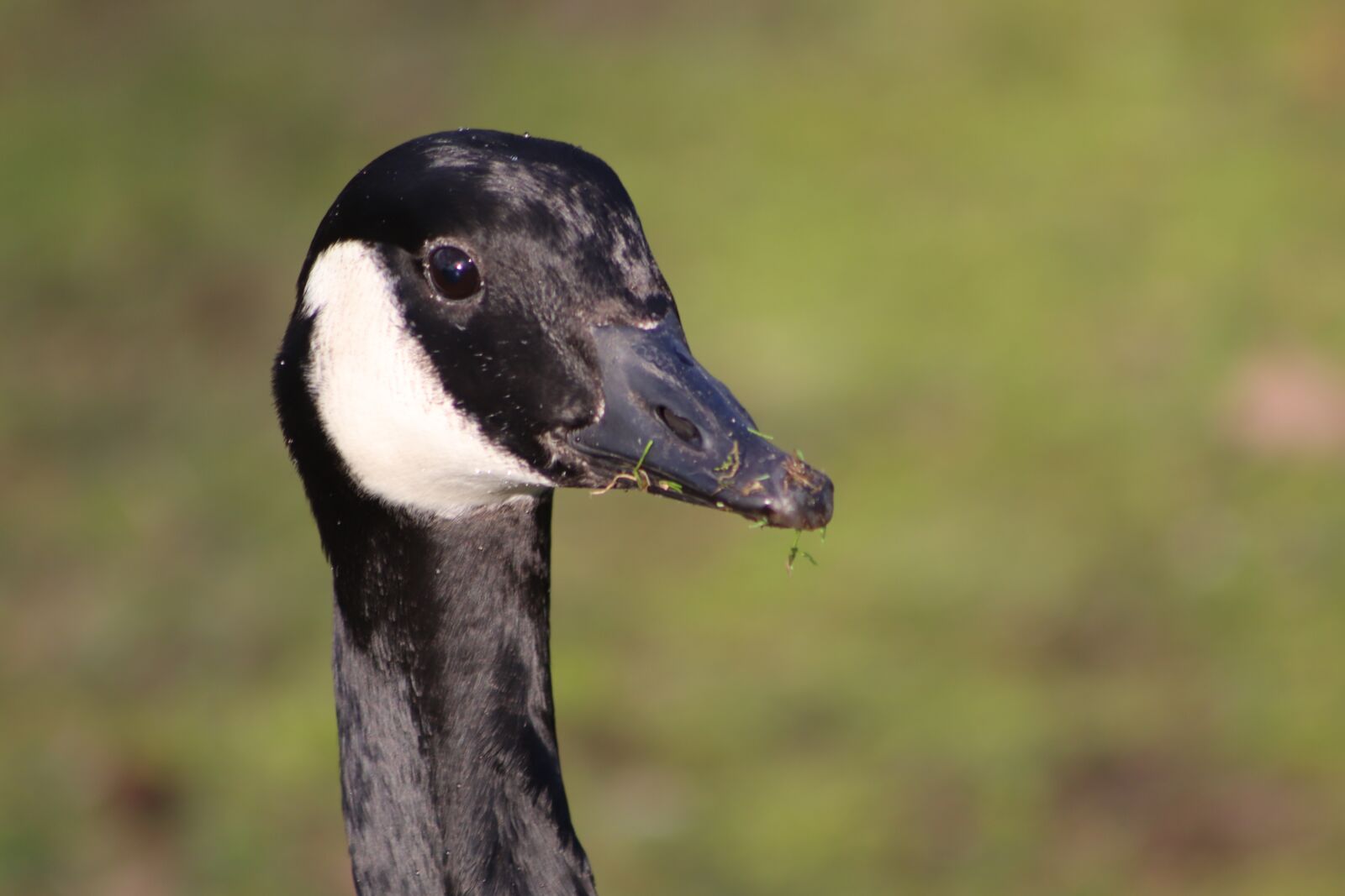 Canon EOS 800D (EOS Rebel T7i / EOS Kiss X9i) sample photo. Goose, canada goose, water photography