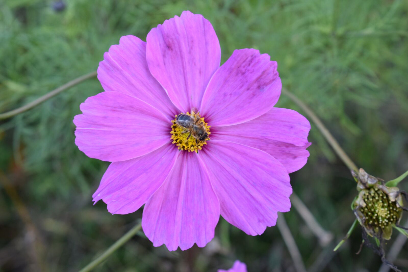 Nikon D3500 sample photo. Flower, bee, bees photography