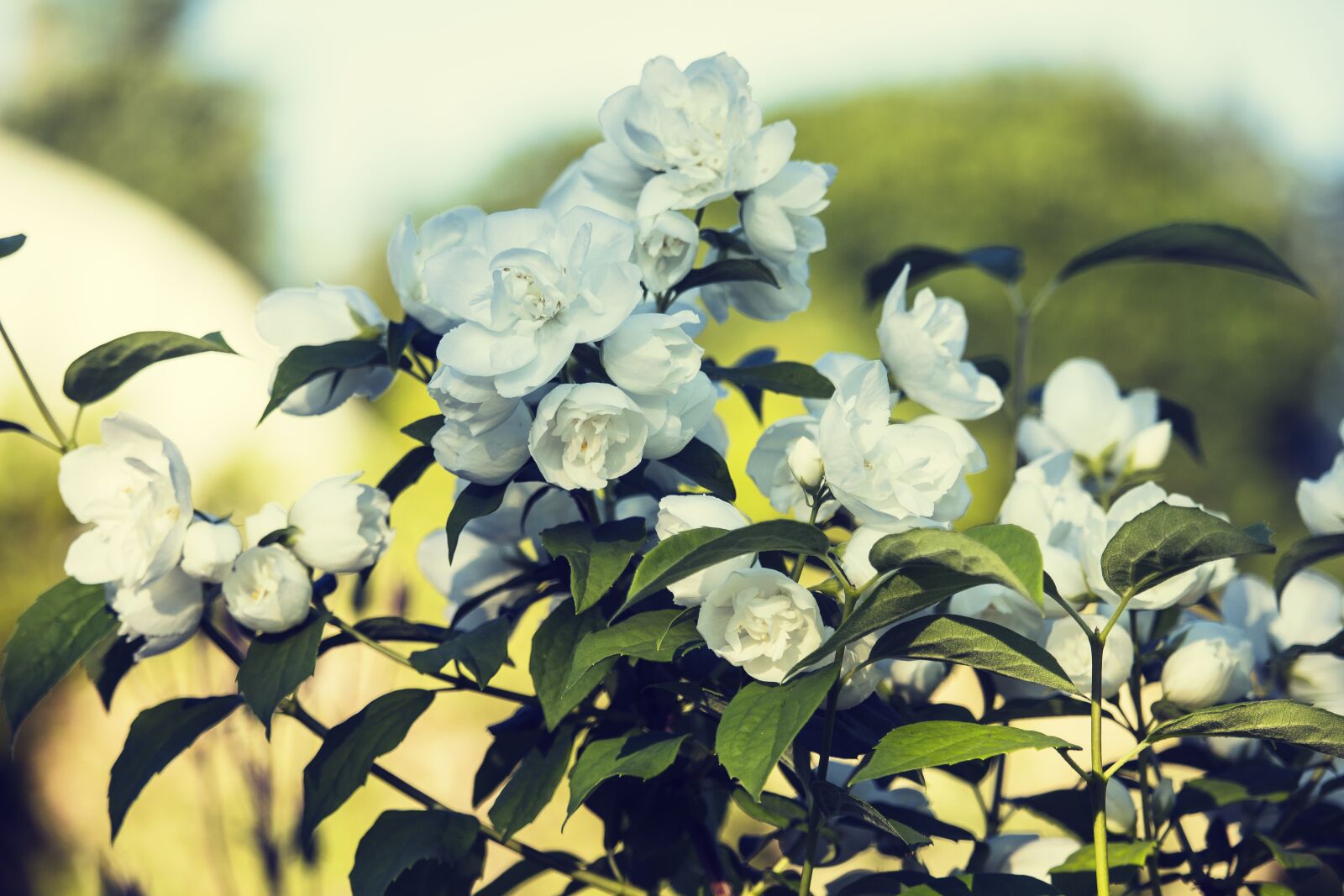 Canon EF-S 55-250mm F4-5.6 IS STM sample photo. Jasmine, white, summer flowers photography