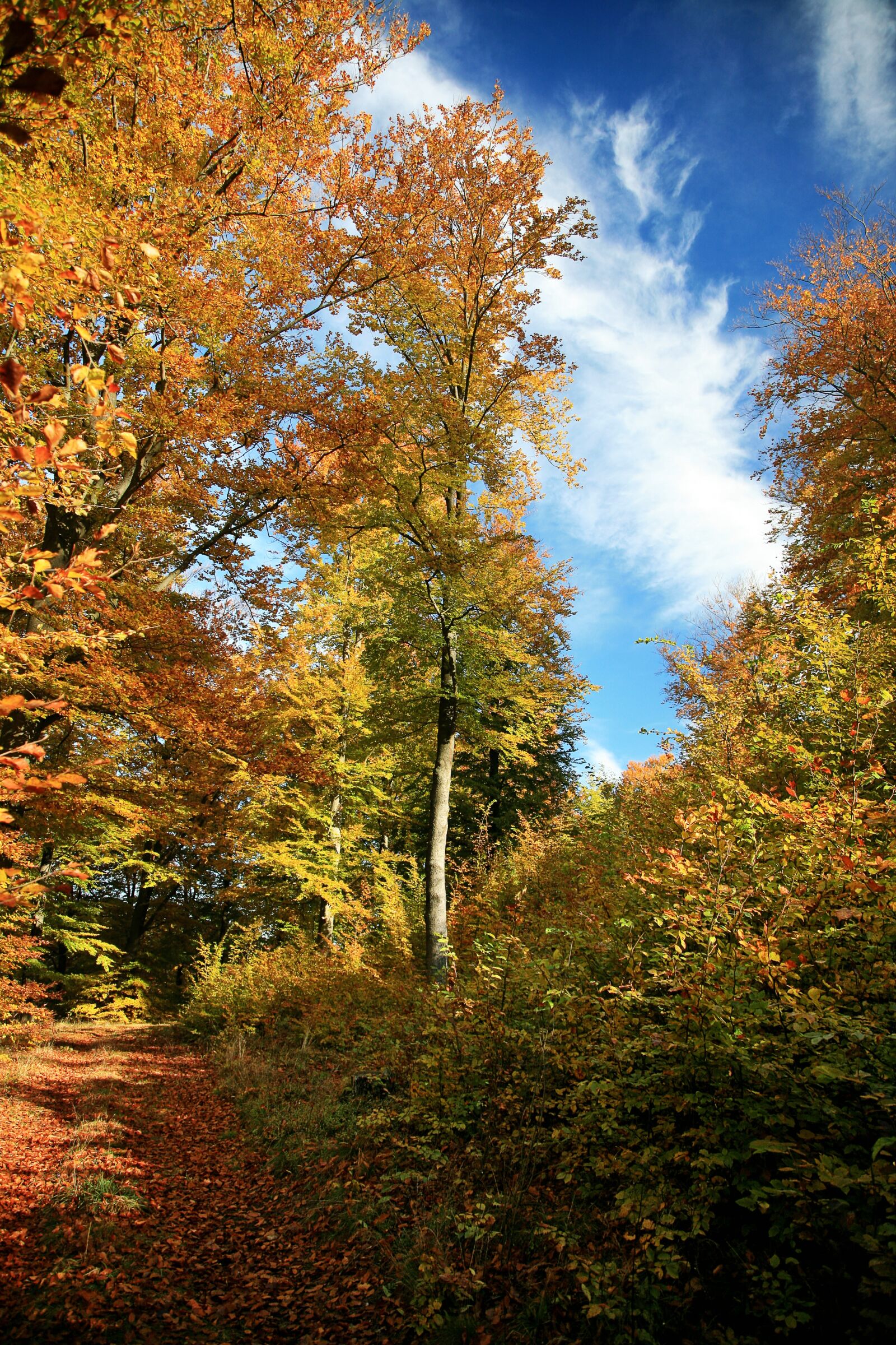 Canon EOS 5D sample photo. Autumn, forest, tree photography