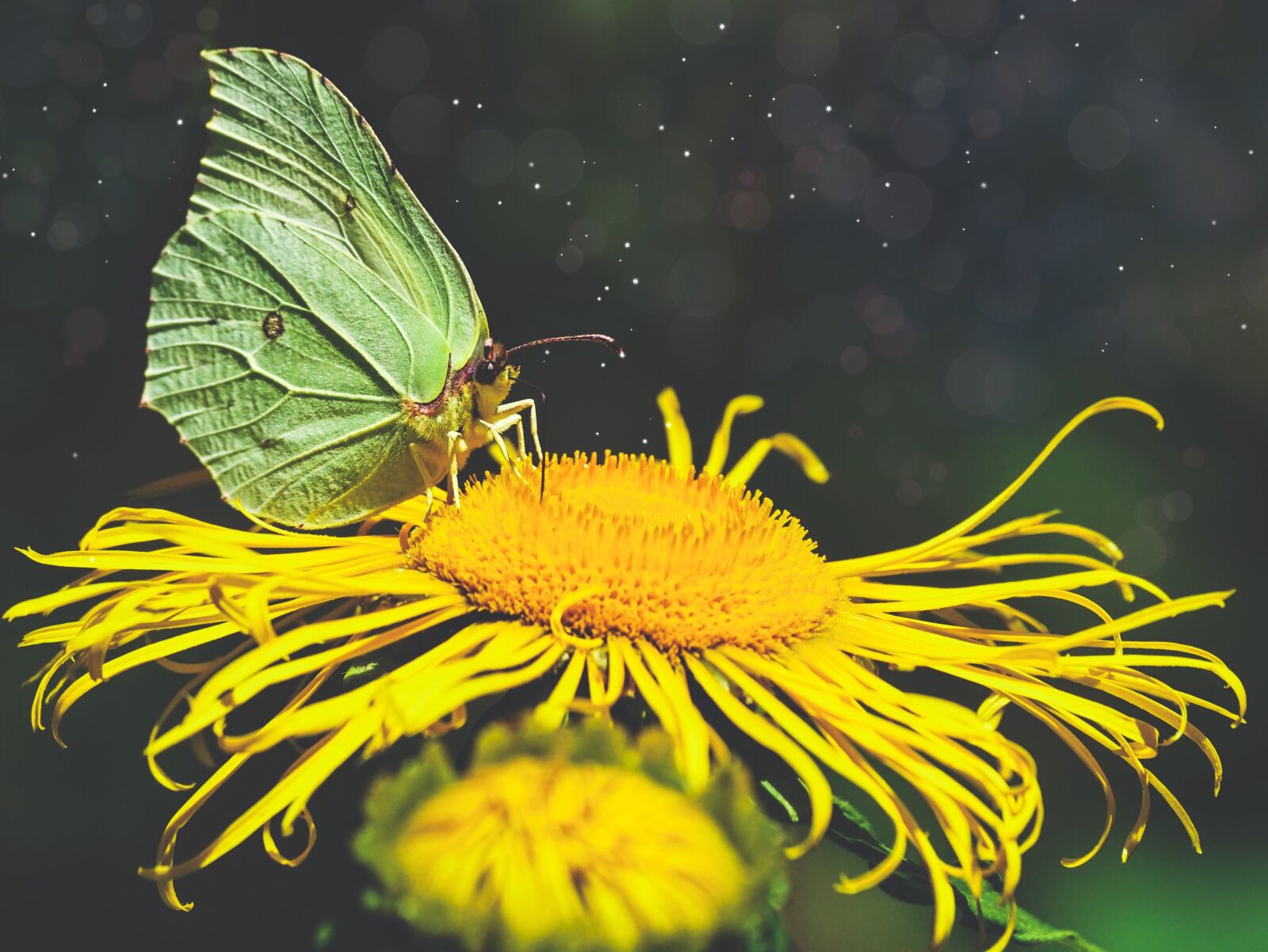 Sony DT 55-300mm F4.5-5.6 SAM sample photo. Butterfly, nature, insect photography
