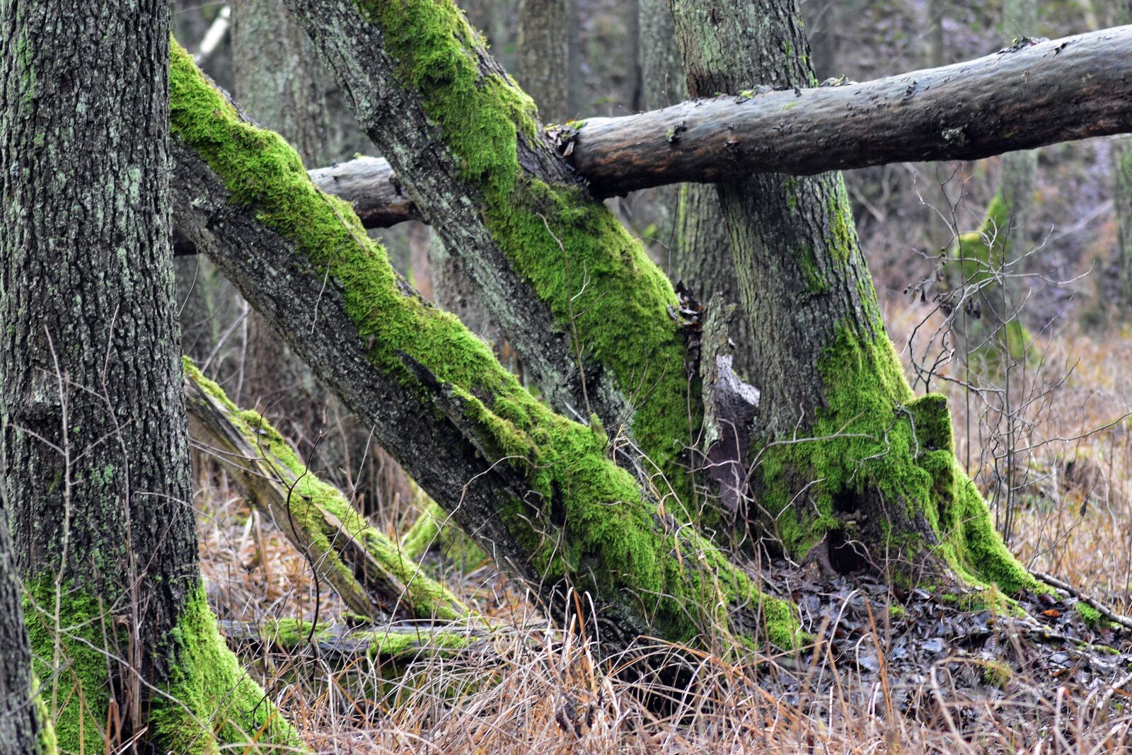 Nikon D3400 sample photo. Moss, nature, forest photography
