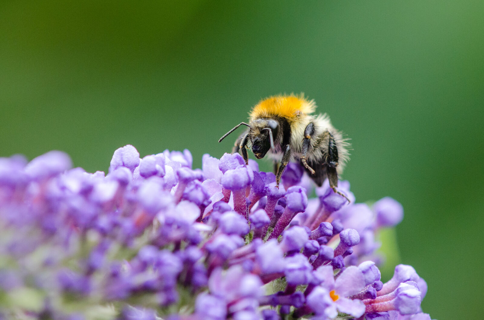 Nikon D7000 + Sigma APO Tele Macro 300mm F4 sample photo