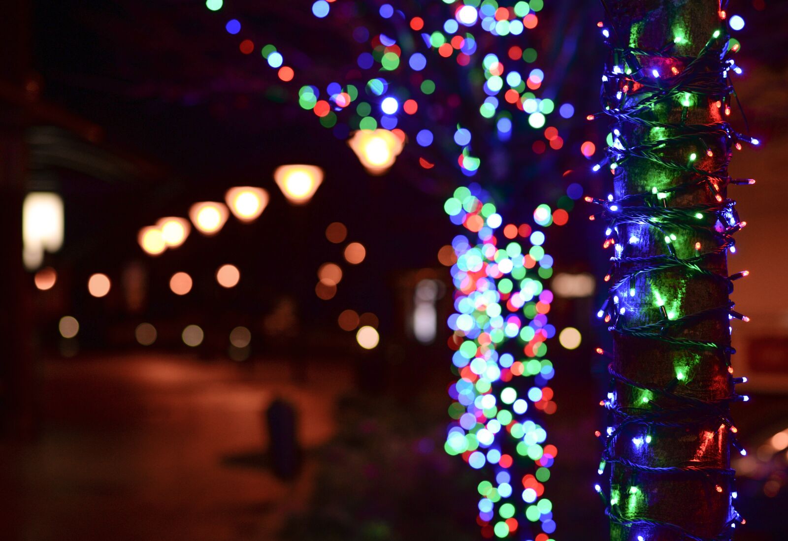 Nikon D610 sample photo. Light, bokeh, colors photography