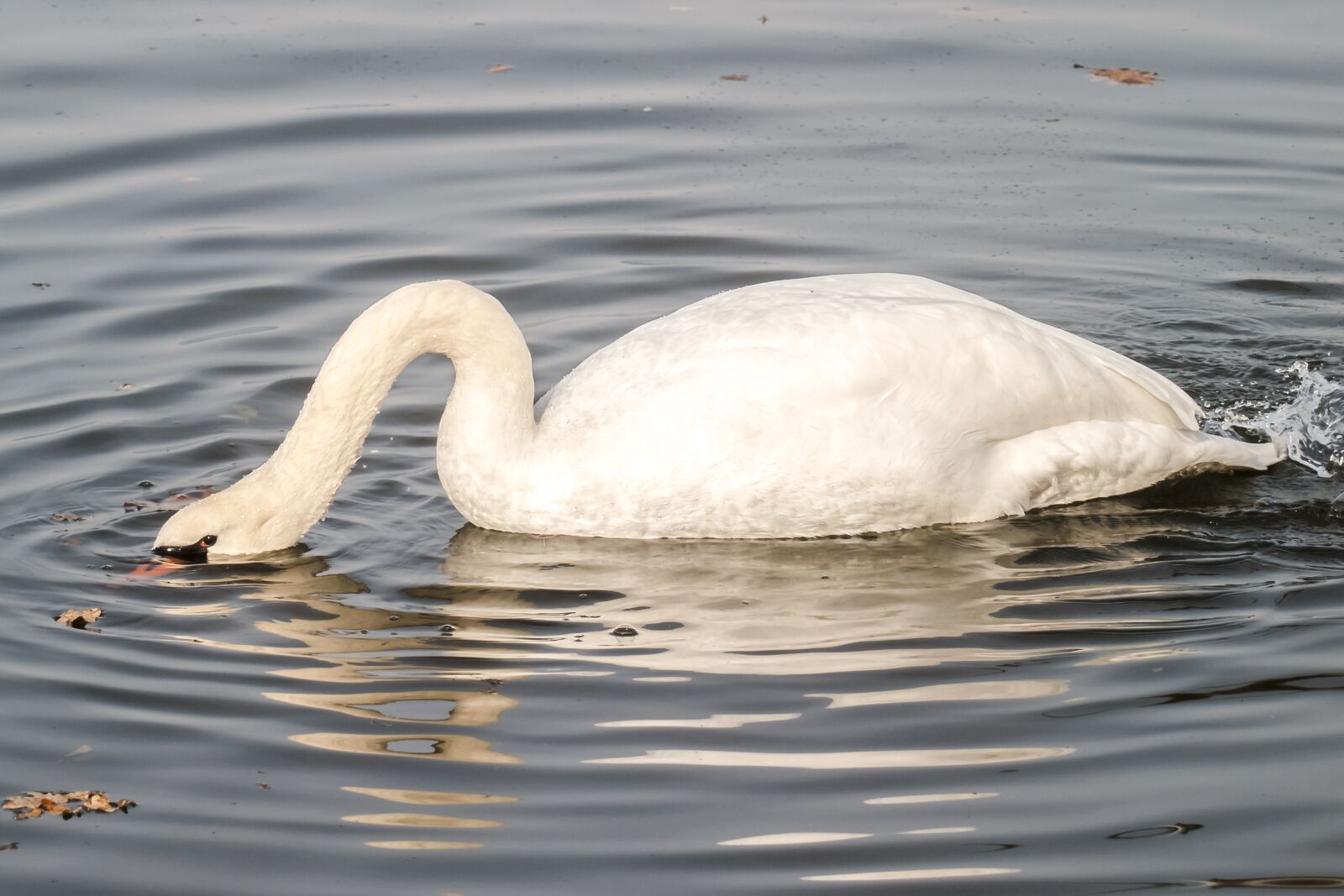 Olympus E-3 sample photo. Mute swan, swan, bird photography