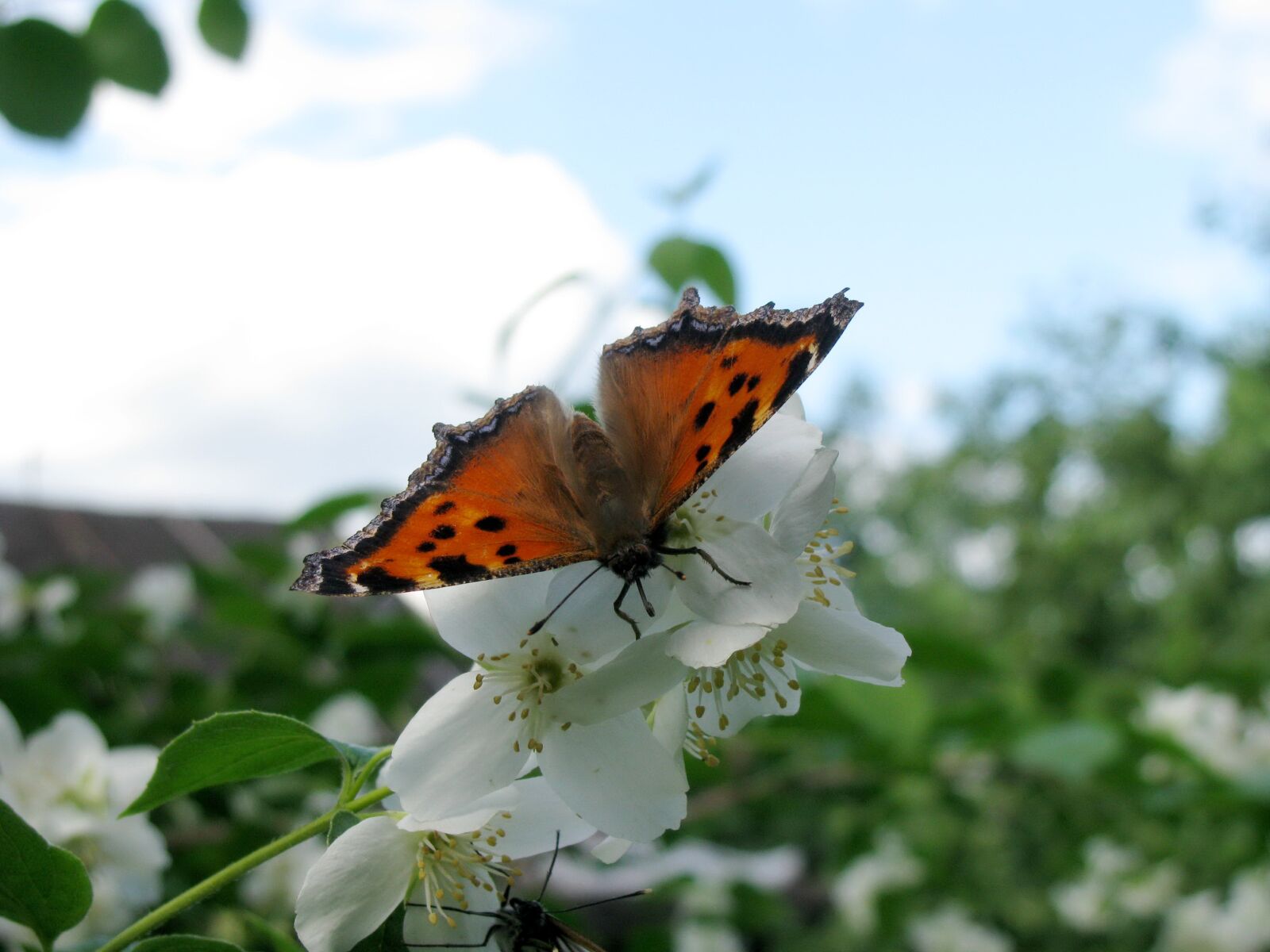 Canon POWERSHOT SX100 IS sample photo. Butterfly, flower, jasmine photography
