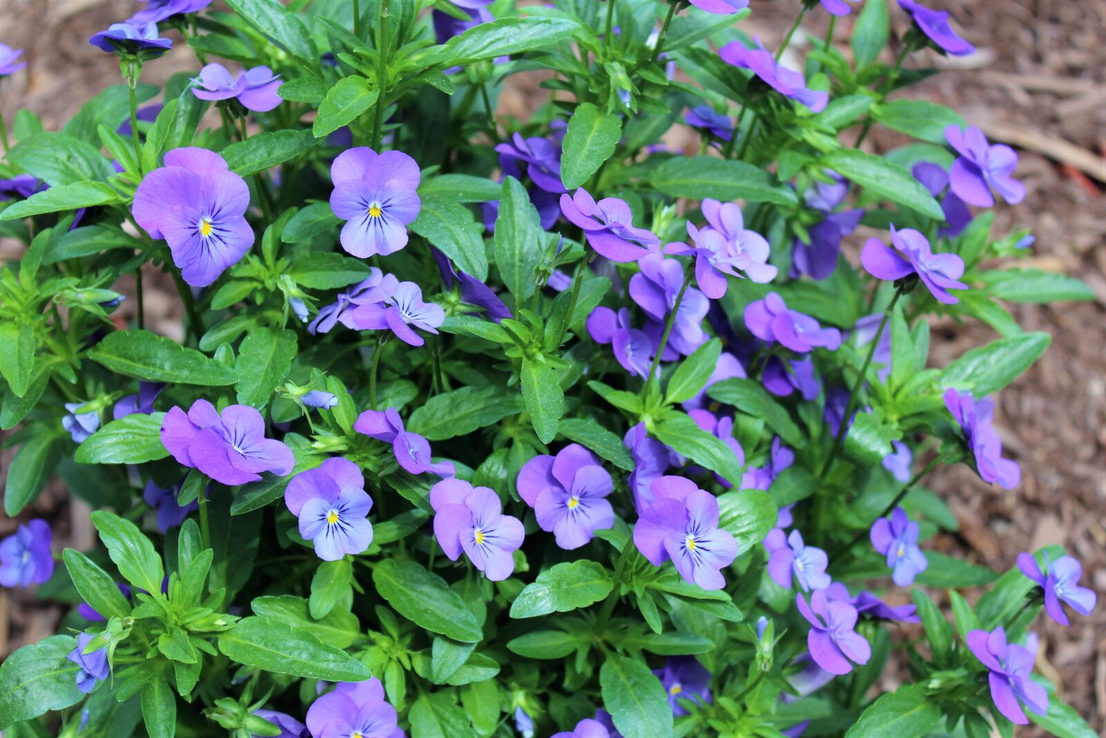 Canon EOS 1200D (EOS Rebel T5 / EOS Kiss X70 / EOS Hi) sample photo. Flowers, purple, nature photography