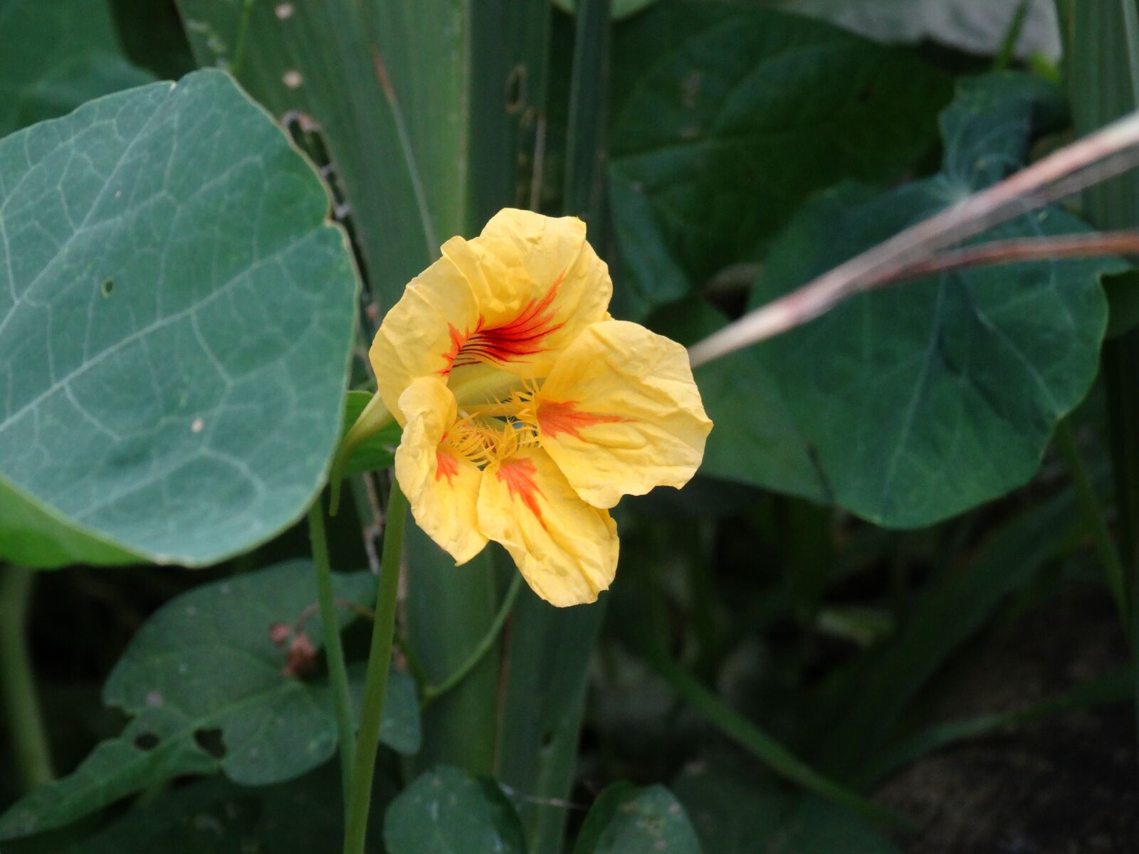 Sony Cyber-shot DSC-HX300 sample photo. Flower, garden, nature photography