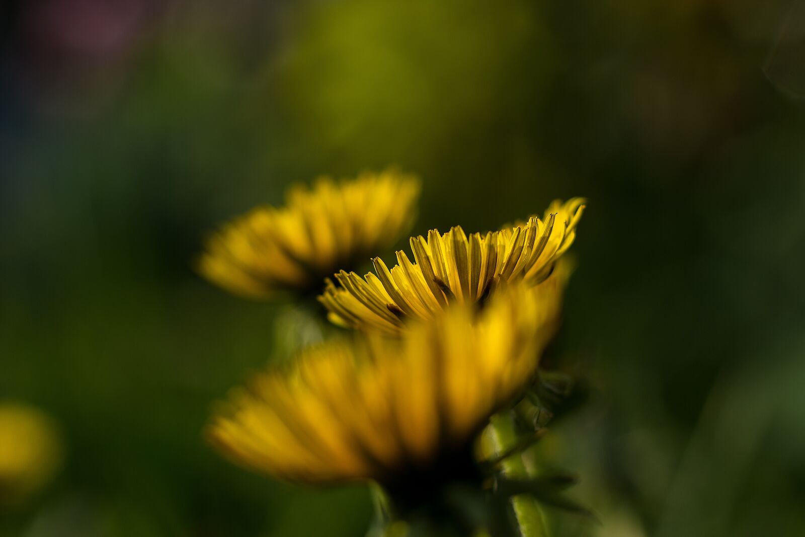 Nikon D7200 sample photo. Flower, yellow, dandelion photography