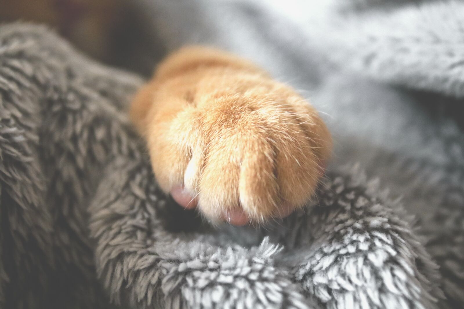 Canon EOS 750D (EOS Rebel T6i / EOS Kiss X8i) sample photo. Paw, furry, cat photography