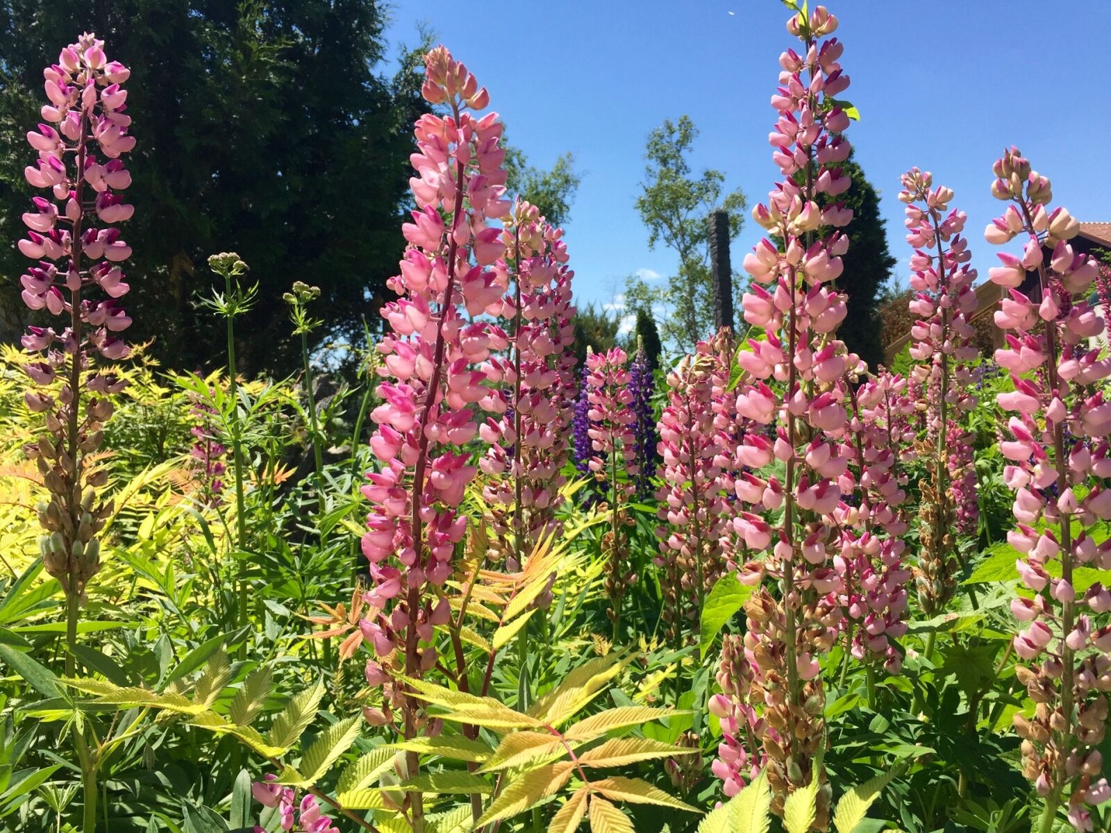 Apple iPhone 6 sample photo. Lupin, flowers, pink photography