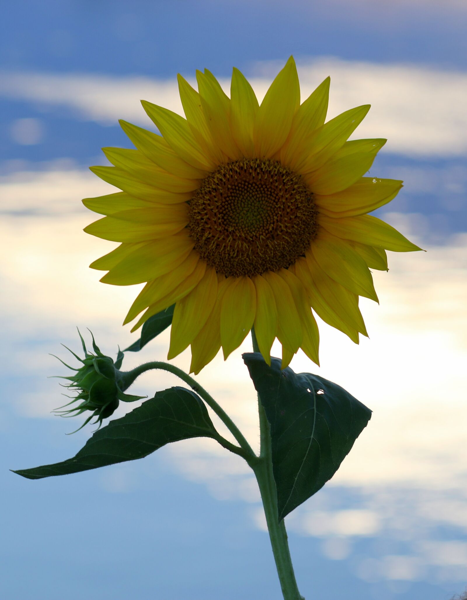 Canon EF 85mm F1.8 USM sample photo. Sunflower, yellow, flower photography