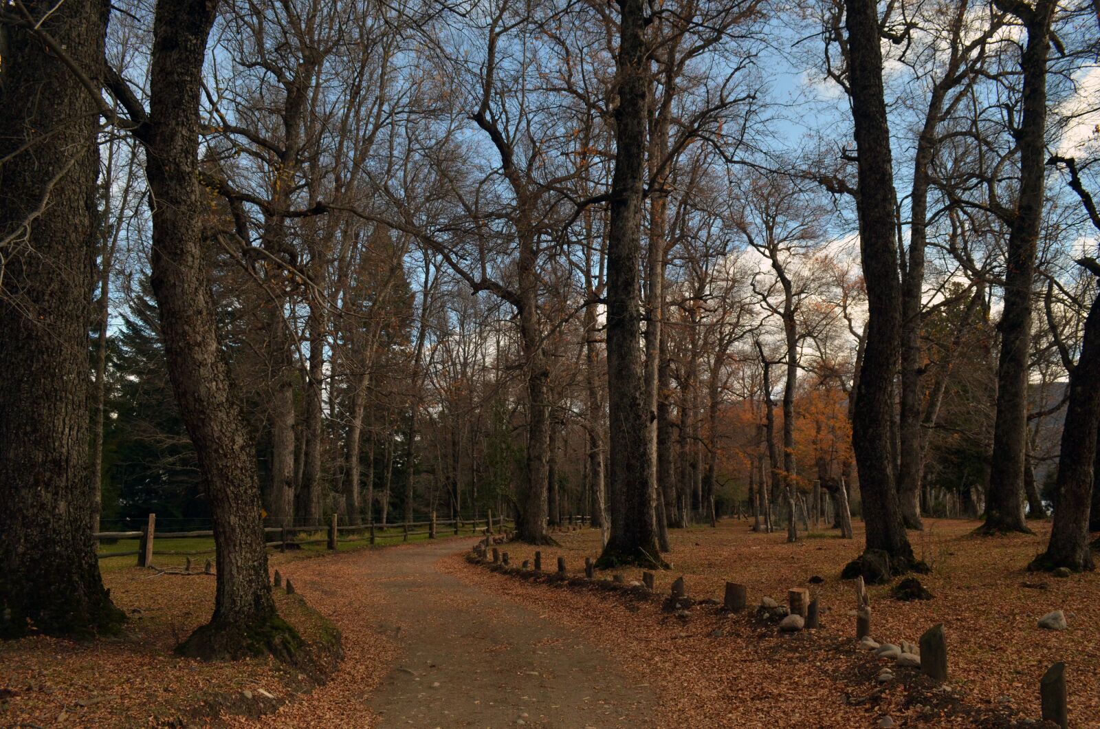 Nikon D5100 sample photo. Autumn, forest, landscape photography