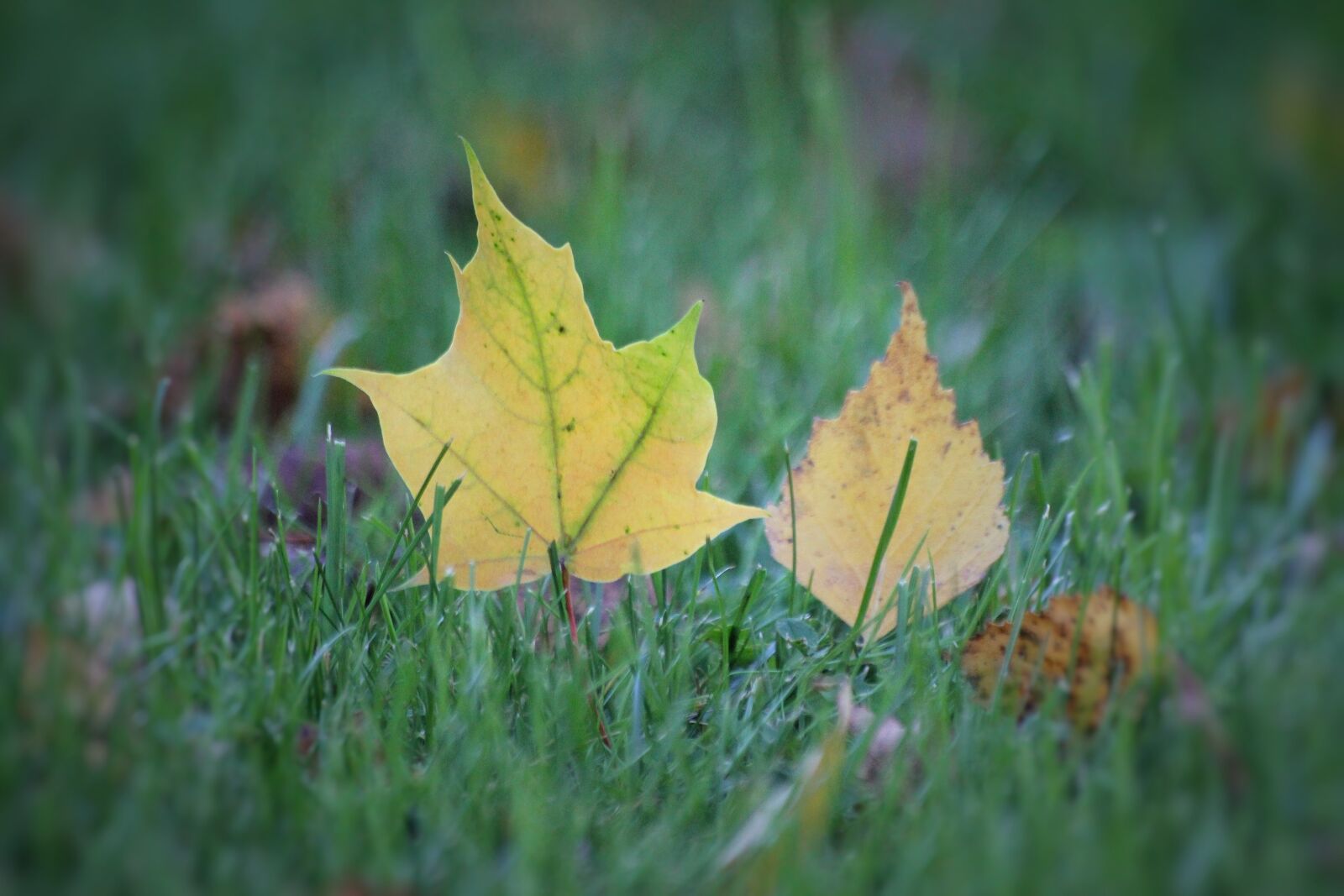 Canon EOS 550D (EOS Rebel T2i / EOS Kiss X4) sample photo. Autumn, foliage, autumn leaves photography