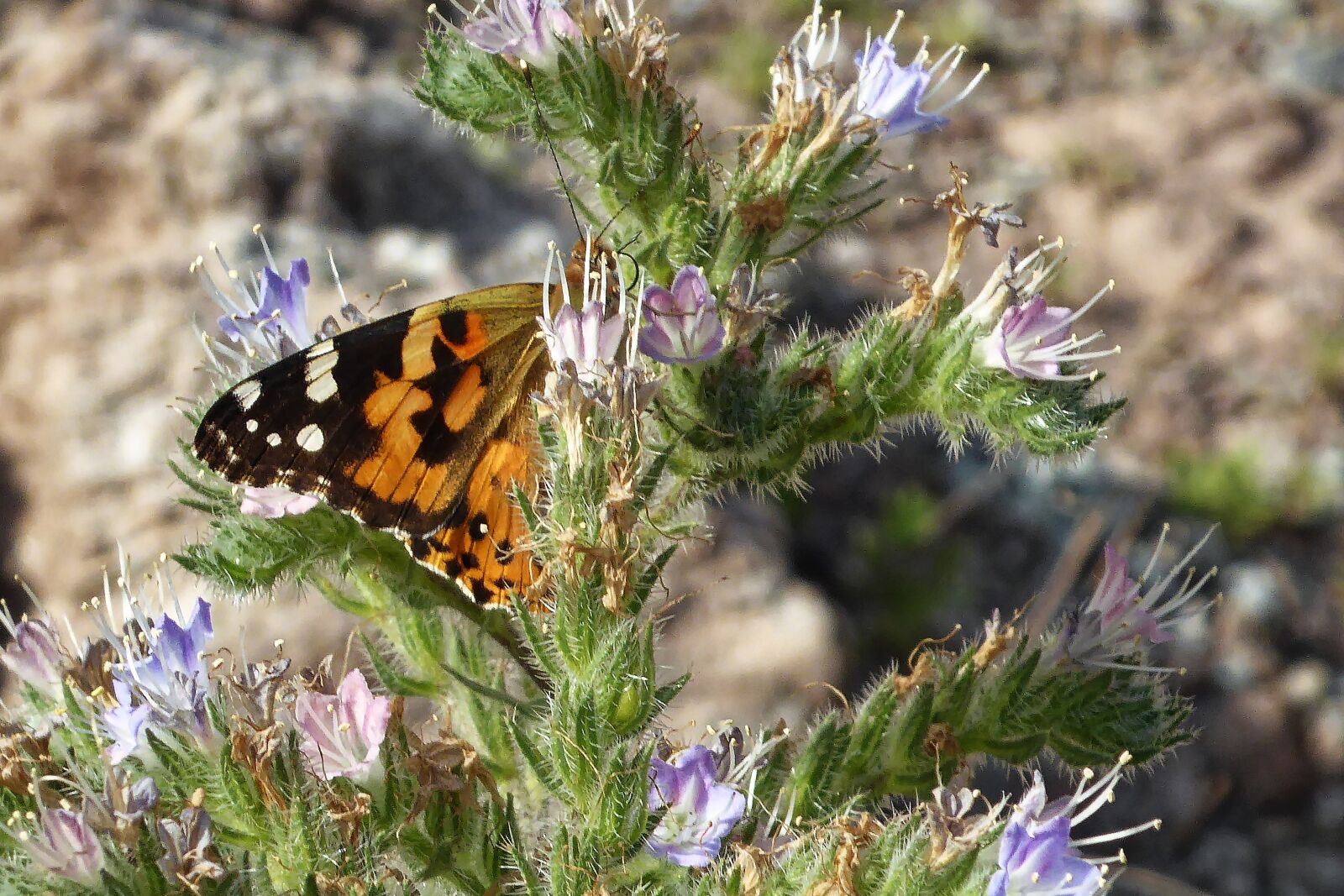 Panasonic DMC-TZ61 sample photo. Butterfly, colorful, flowers photography