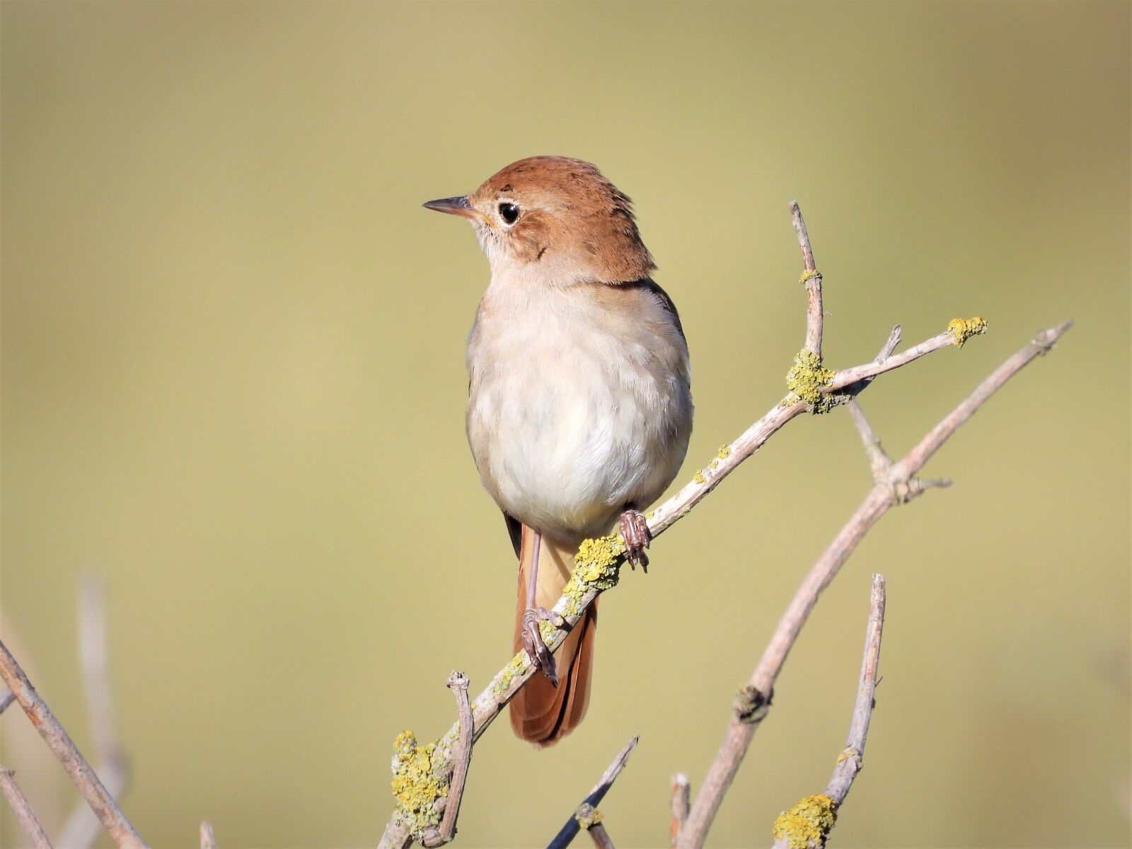 Nikon Coolpix P1000 sample photo. Wonderful, songbird, the nightingale photography
