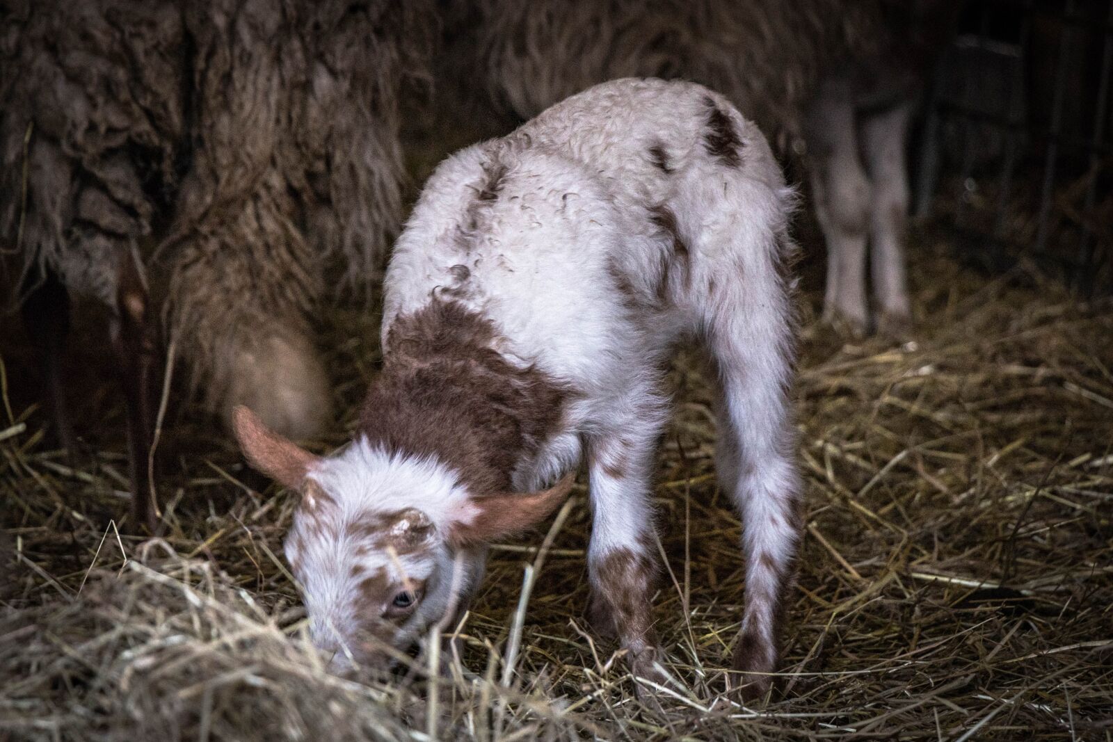 Canon EOS 80D sample photo. Lamb, animal, sheep photography