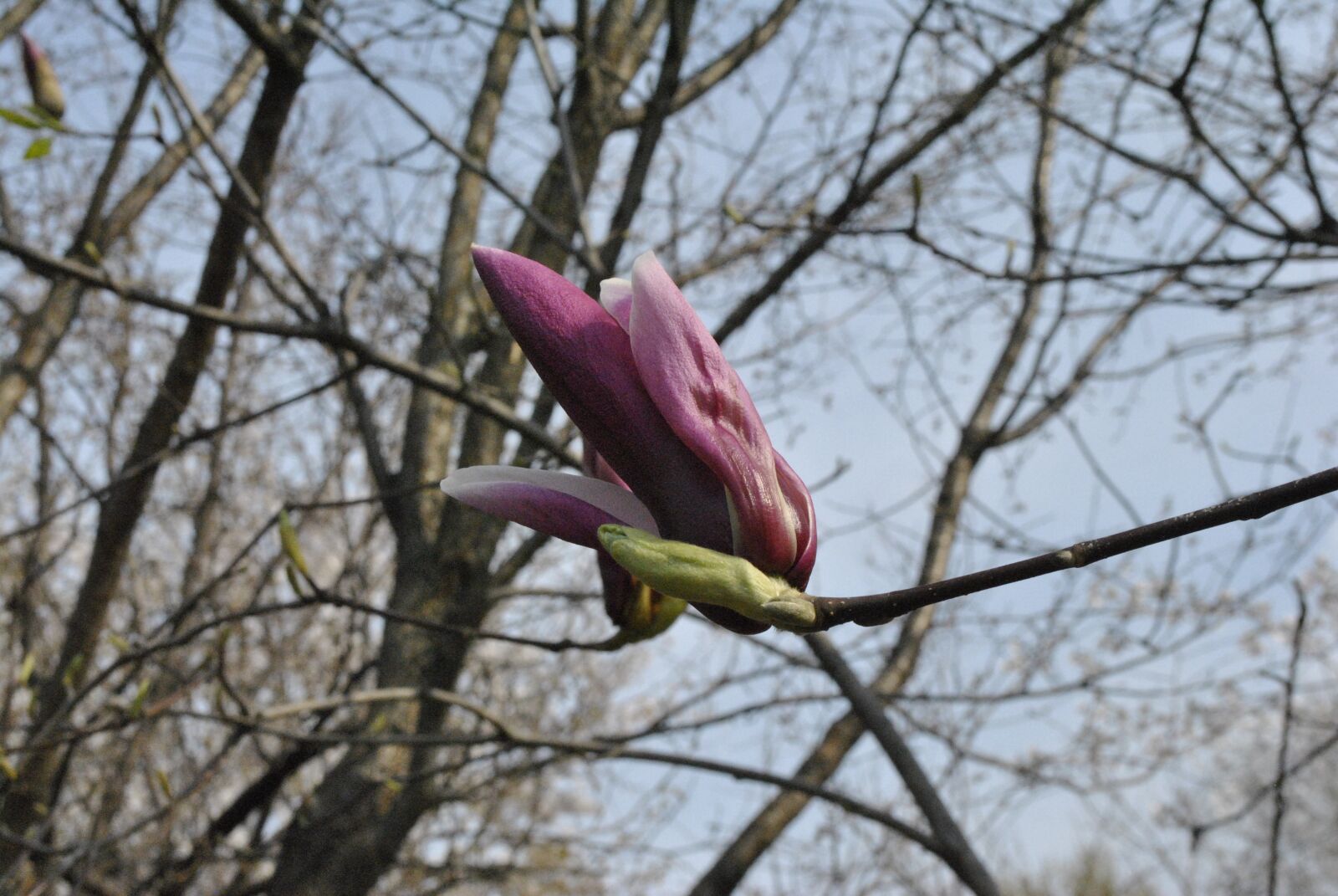 Nikon D3000 sample photo. Red magnolia, magnolia, spring photography